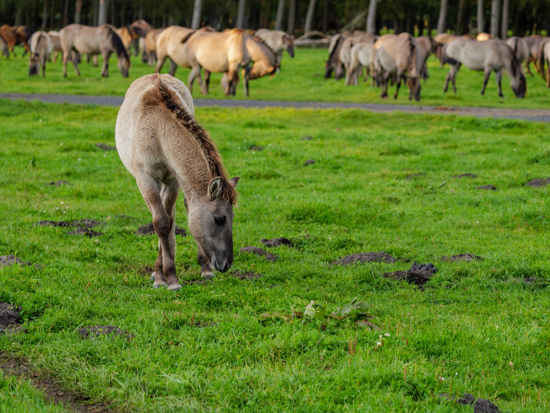 Wildpferdeführung in Dülmen