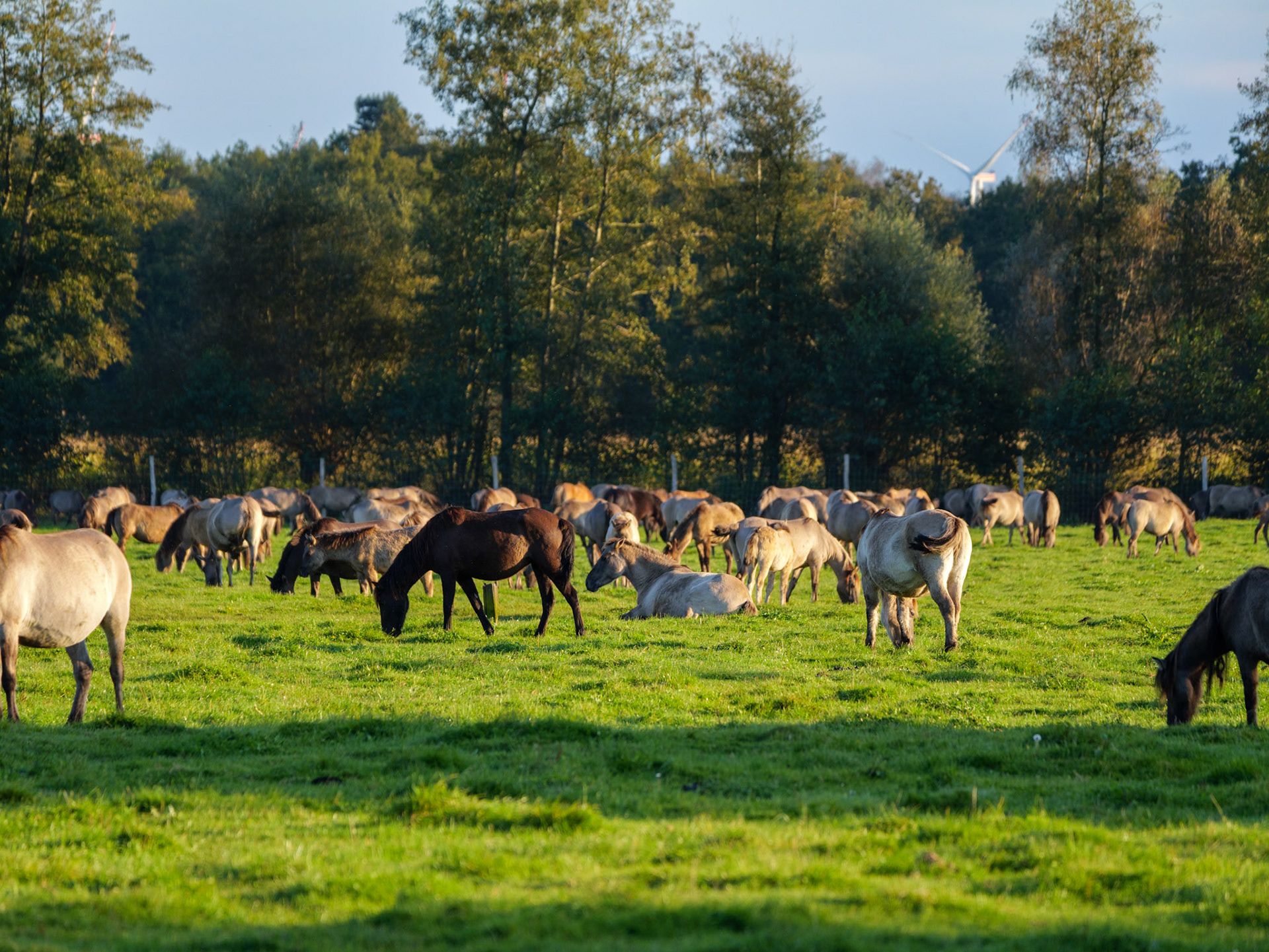 Wildpferdeführung in Dülmen