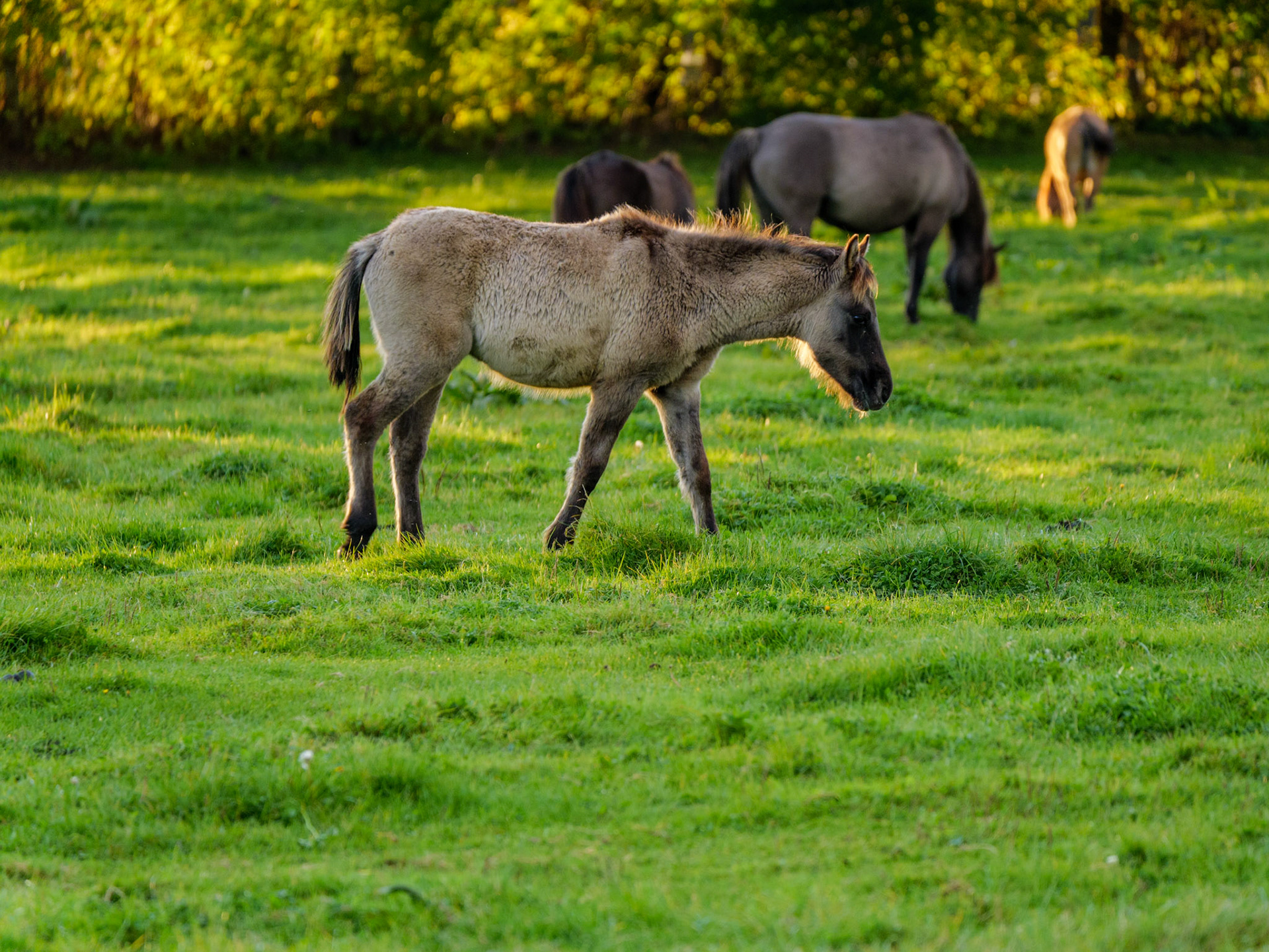 Wildpferdeführung in Dülmen