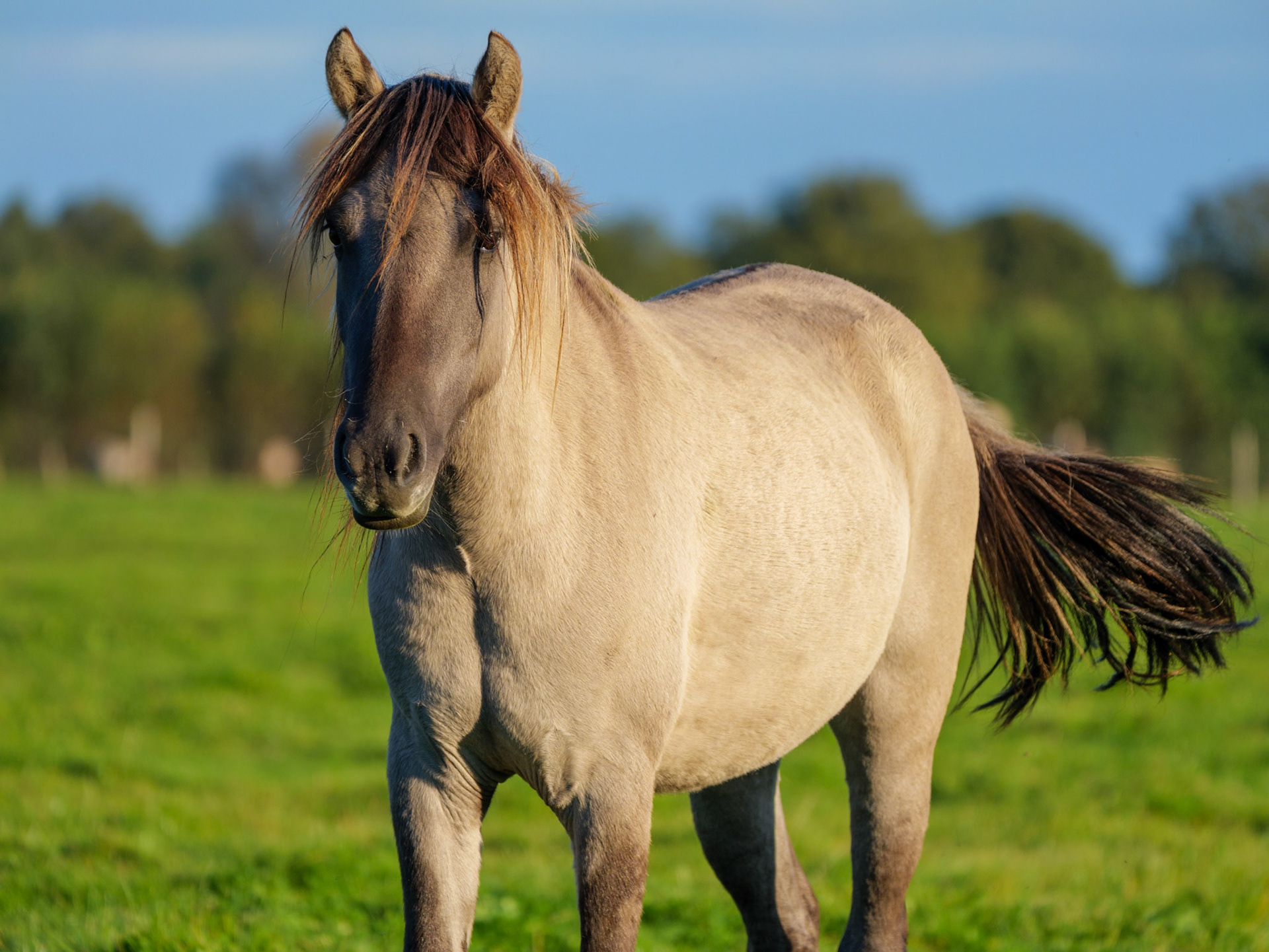 Wildpferdeführung in Dülmen
