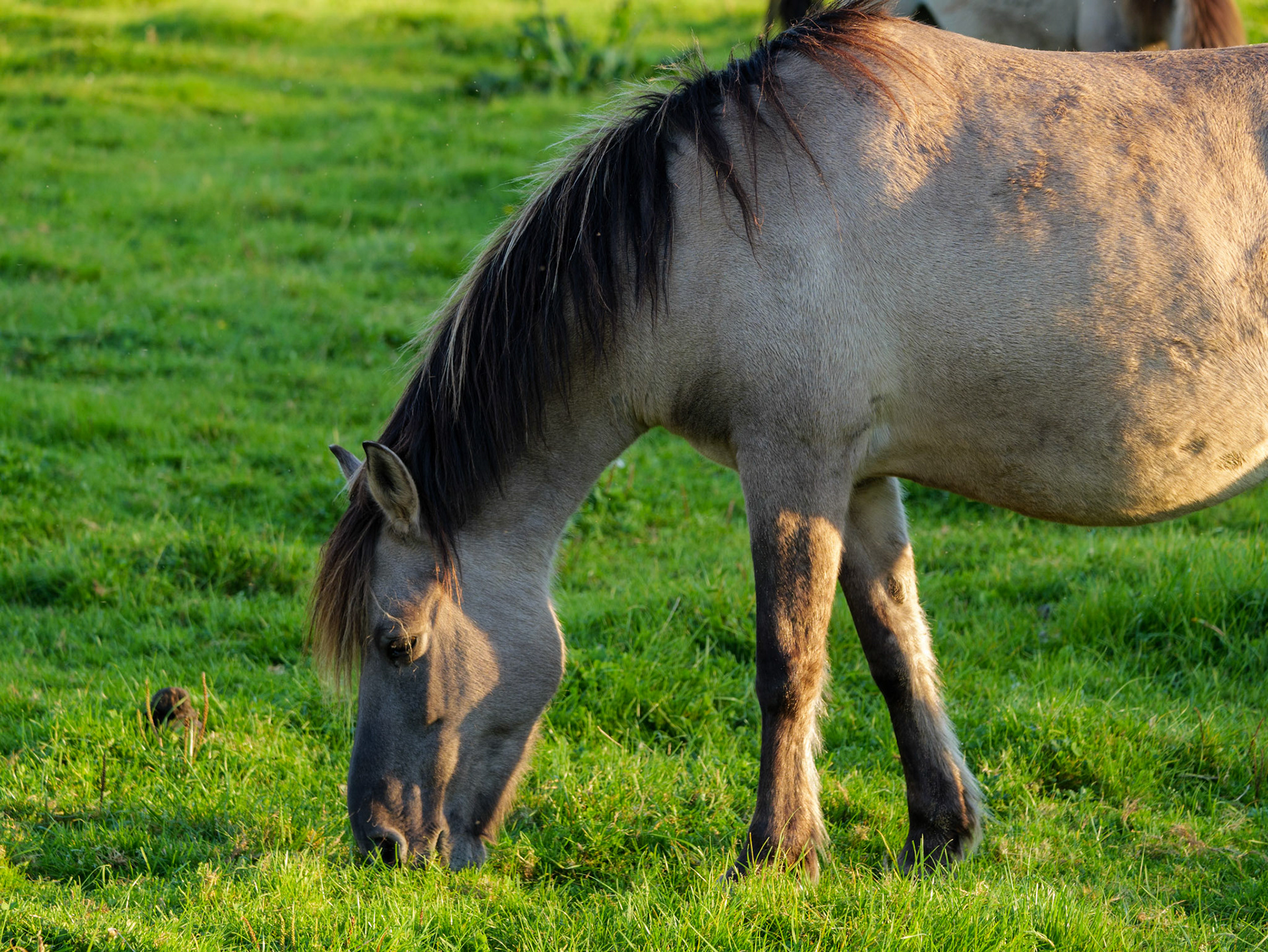 Wildpferdeführung in Dülmen
