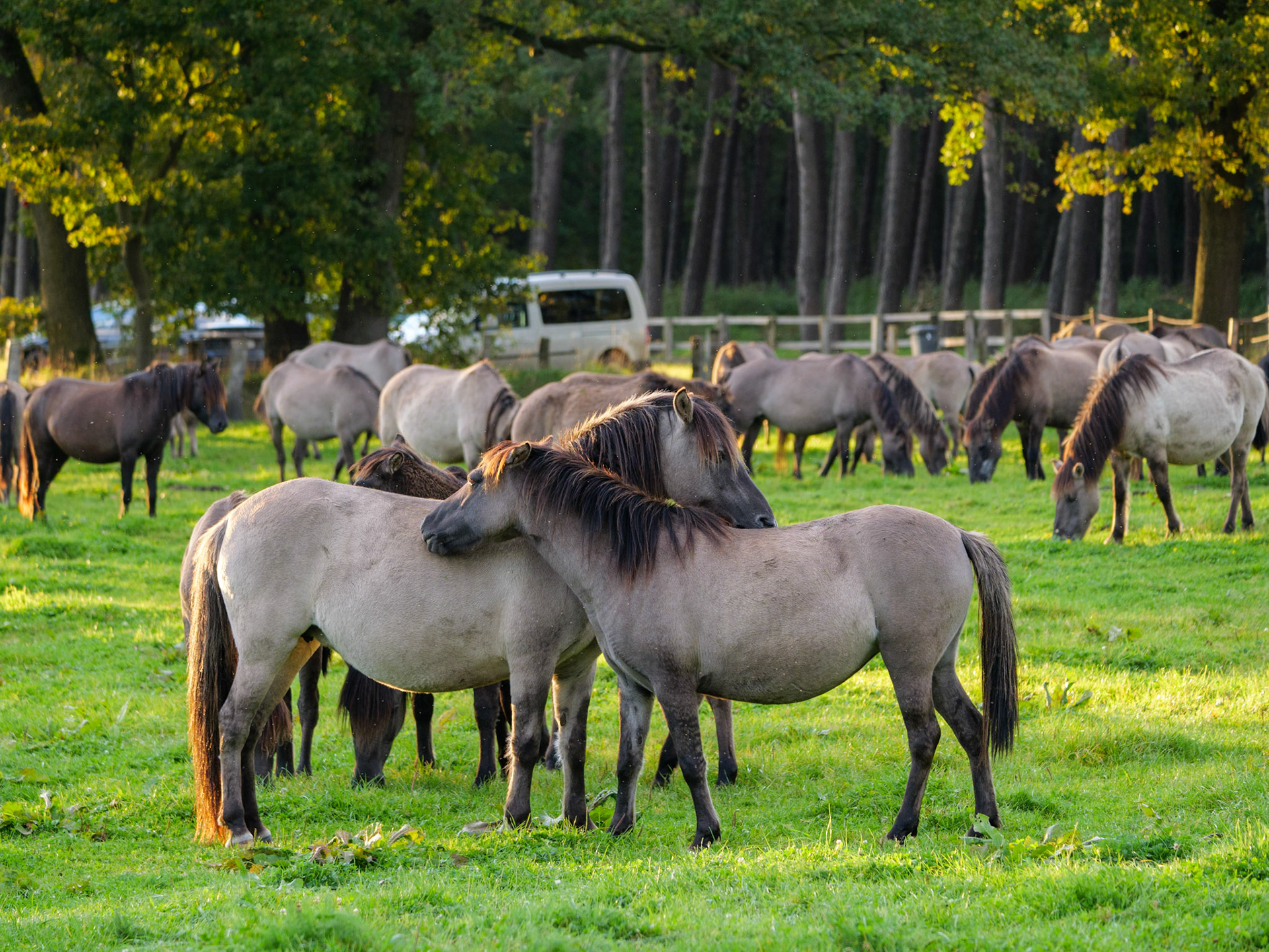 Wildpferdeführung in Dülmen