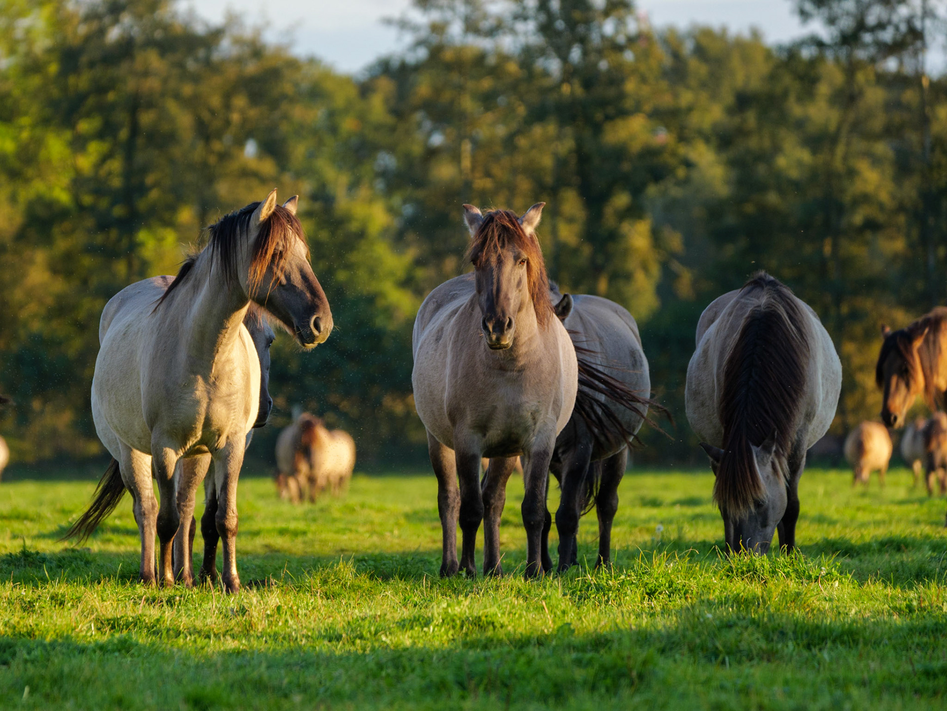 Wildpferdeführung in Dülmen
