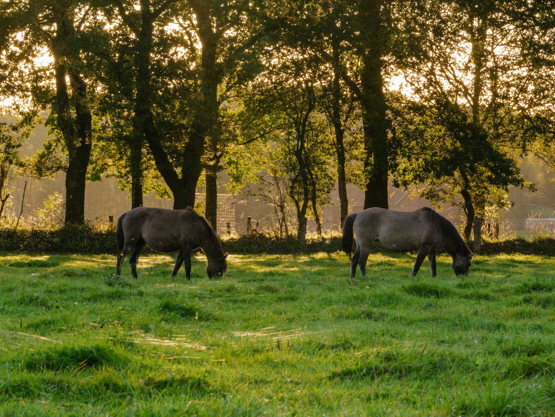 Wildpferdeführung in Dülmen