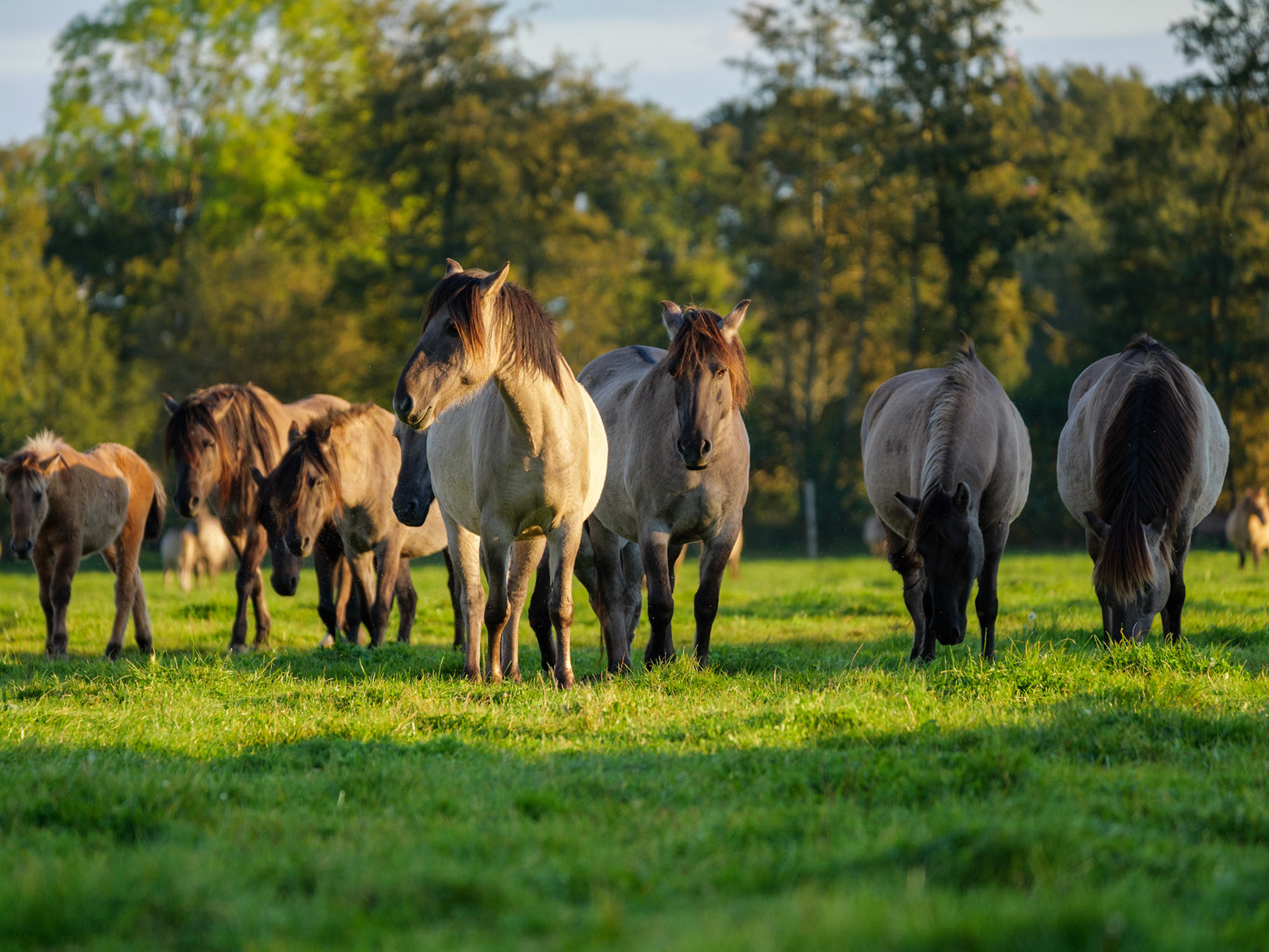 Wildpferdeführung in Dülmen