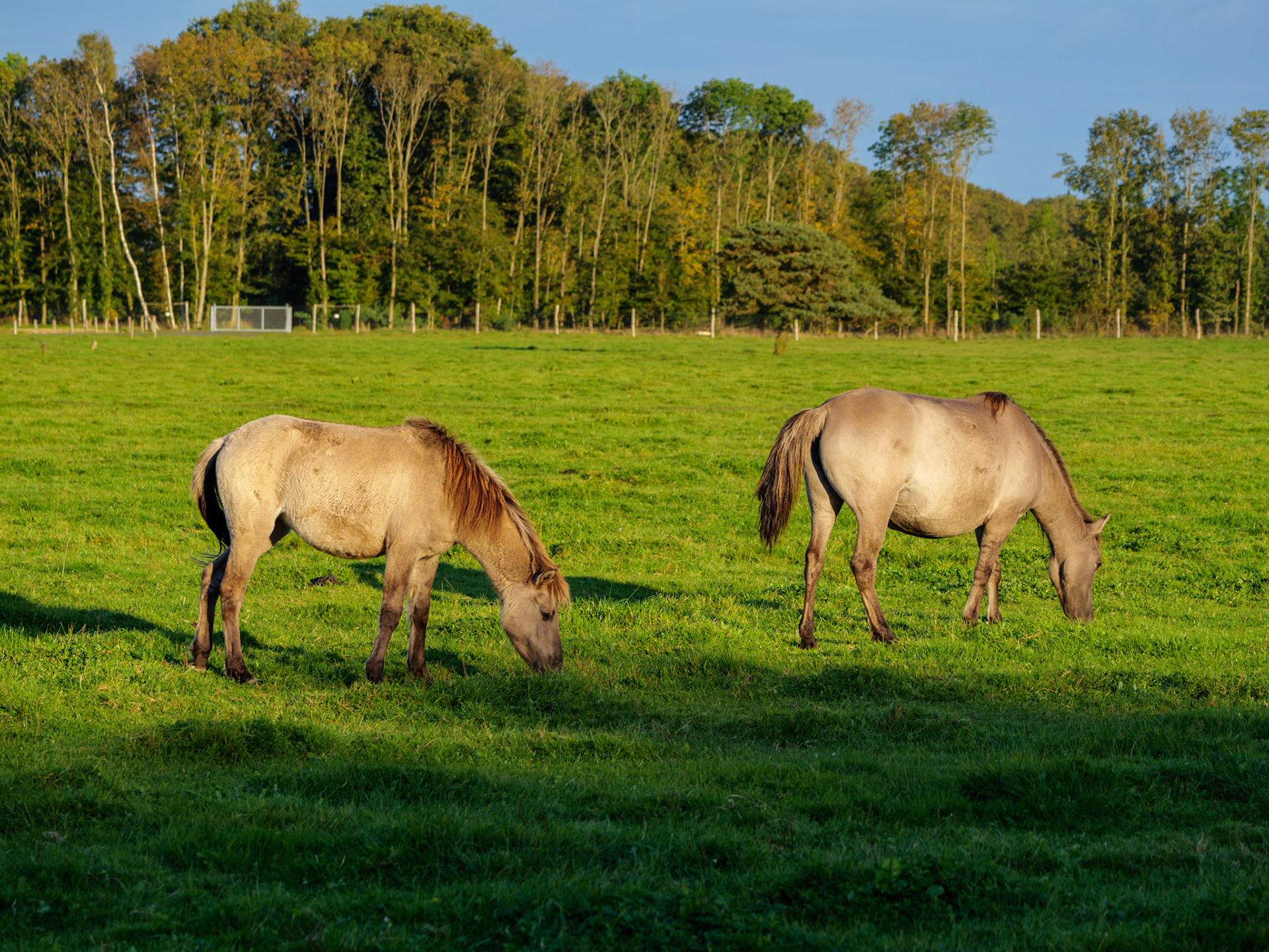 Wildpferdeführung in Dülmen
