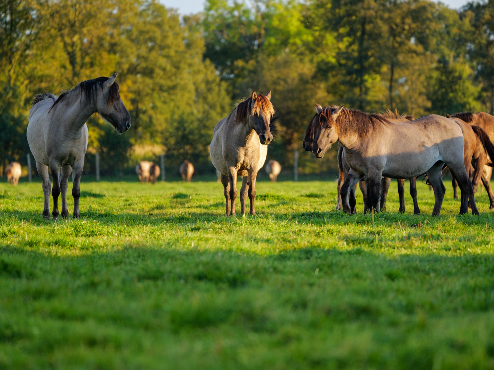 Wildpferdeführung in Dülmen