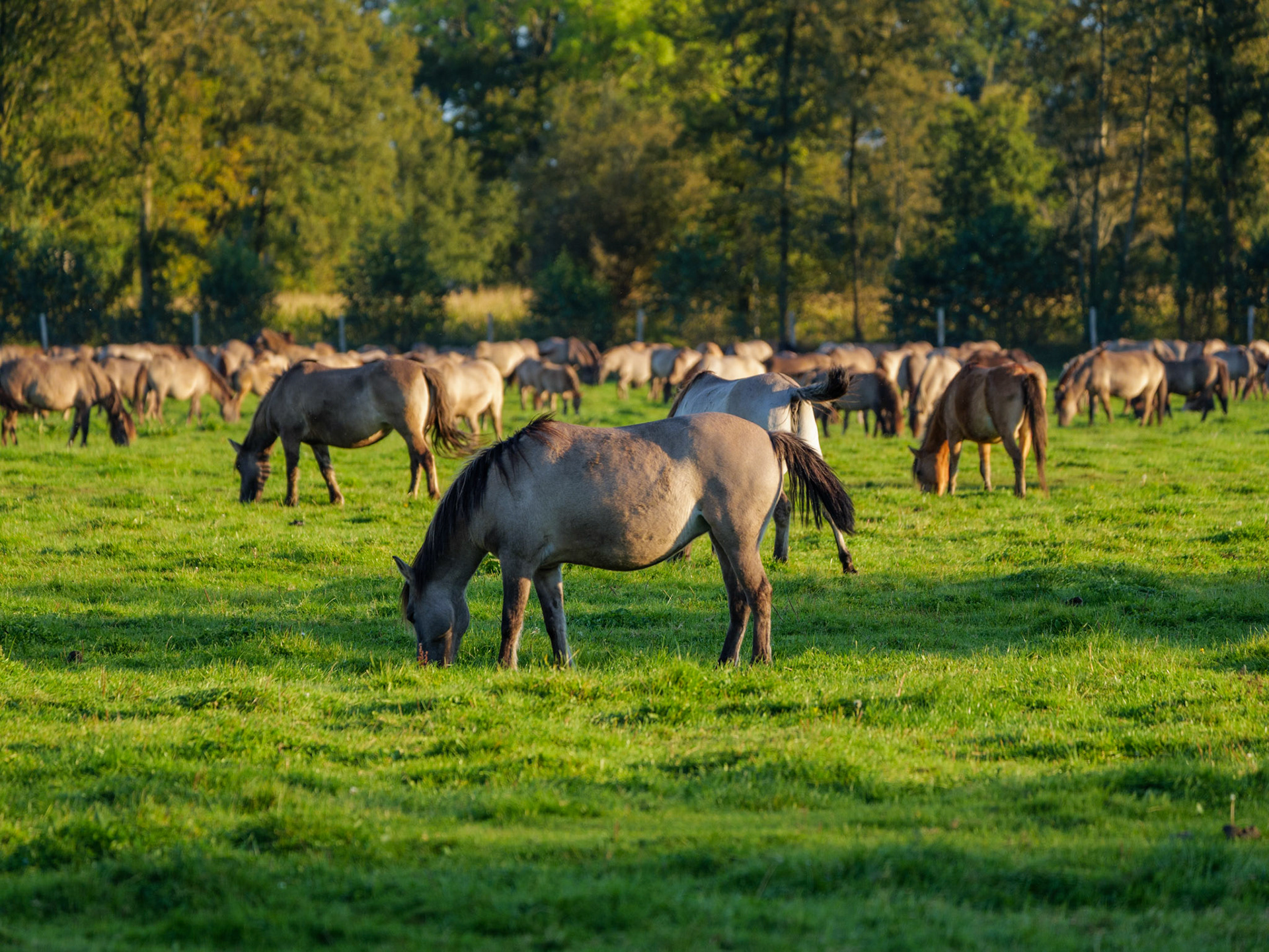 Wildpferdeführung in Dülmen