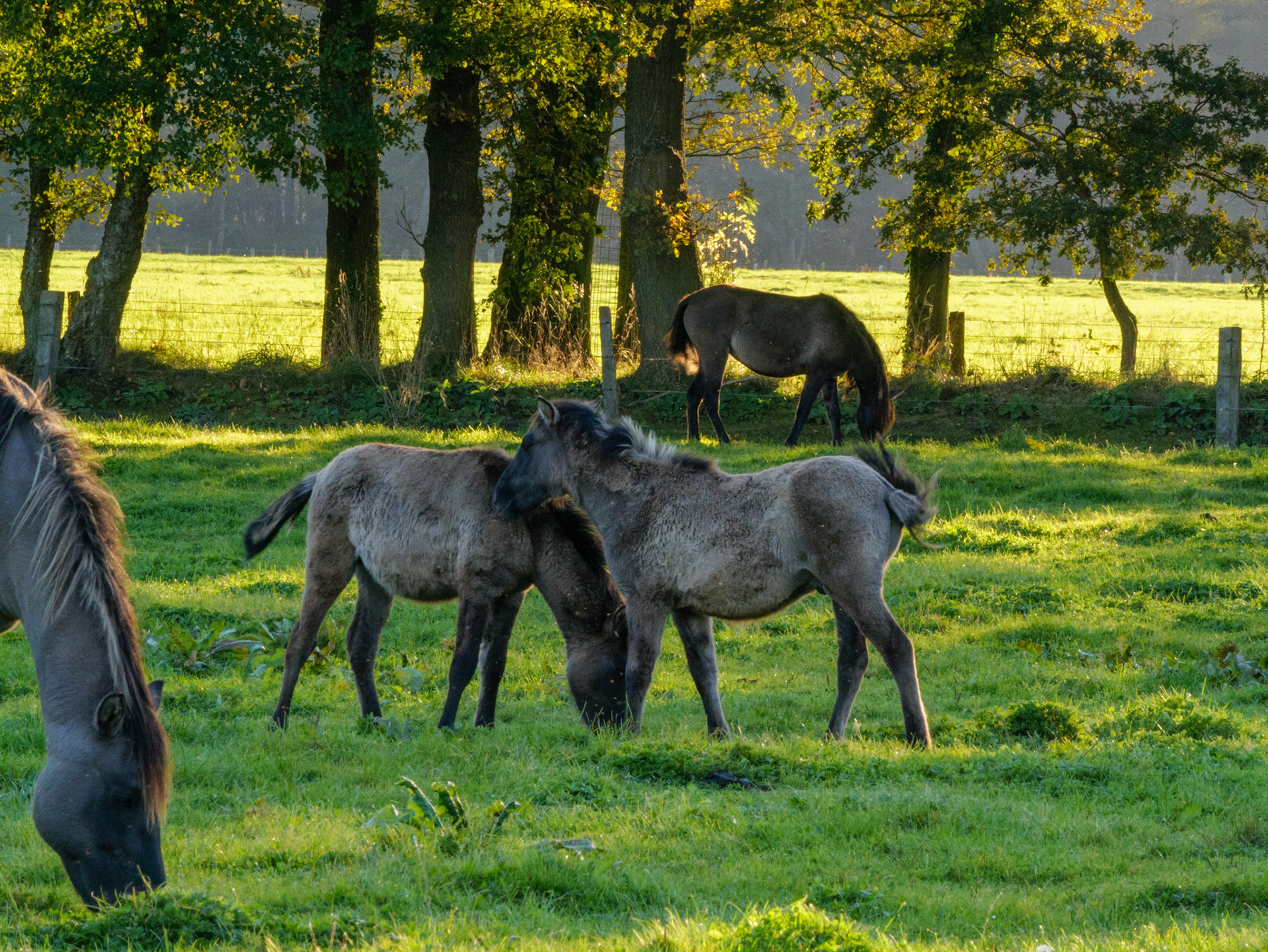 Wildpferdeführung in Dülmen