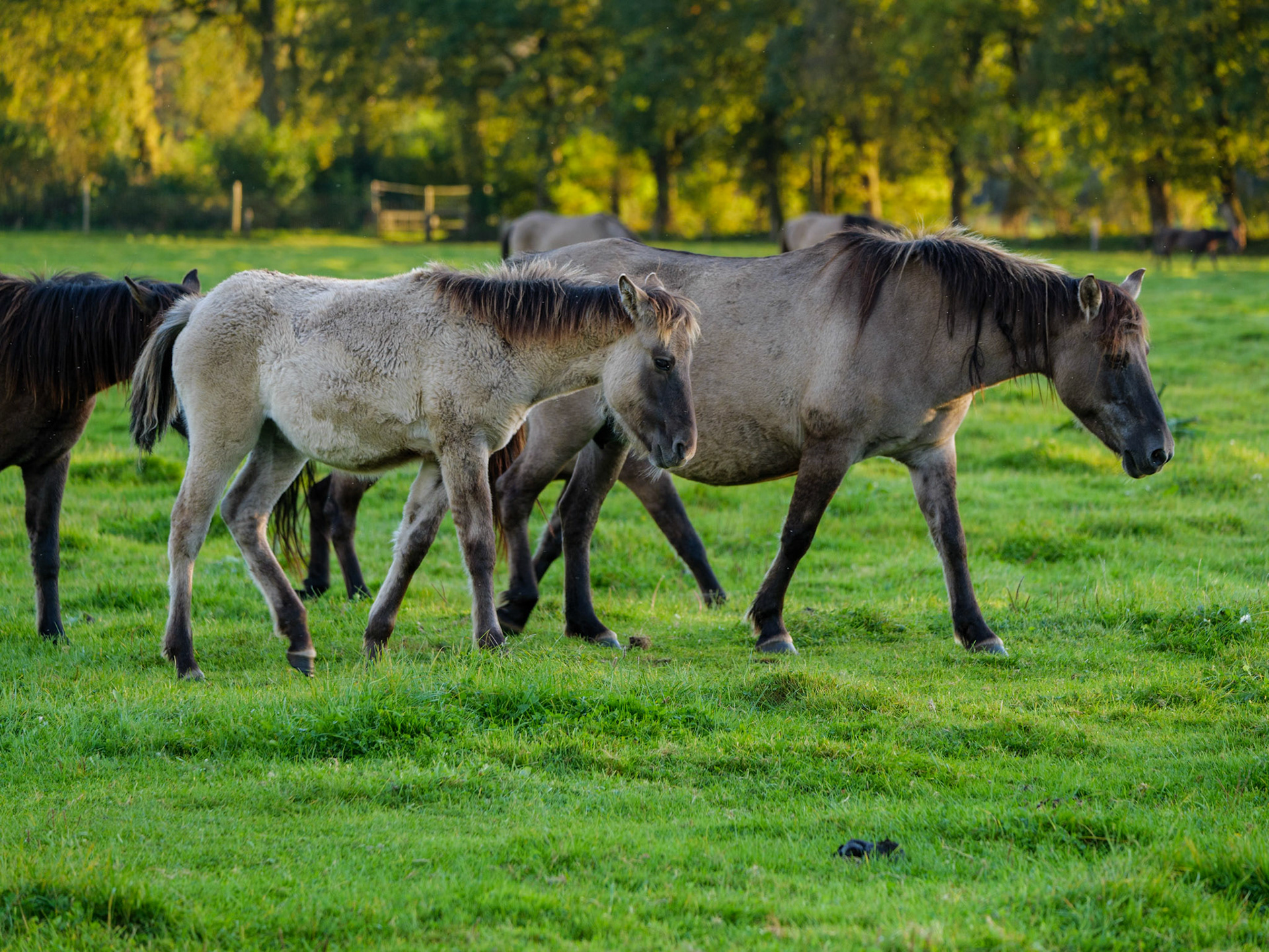 Wildpferdeführung in Dülmen