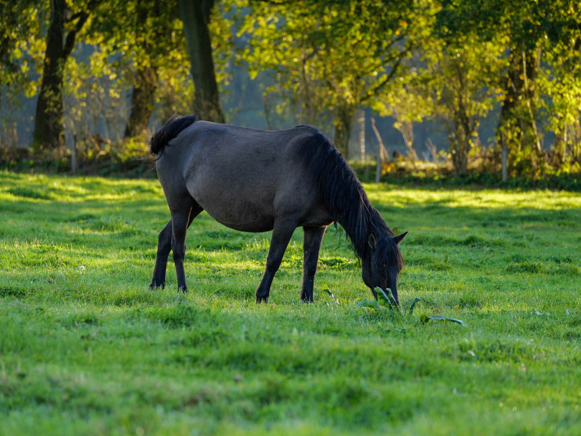 Wildpferdeführung in Dülmen