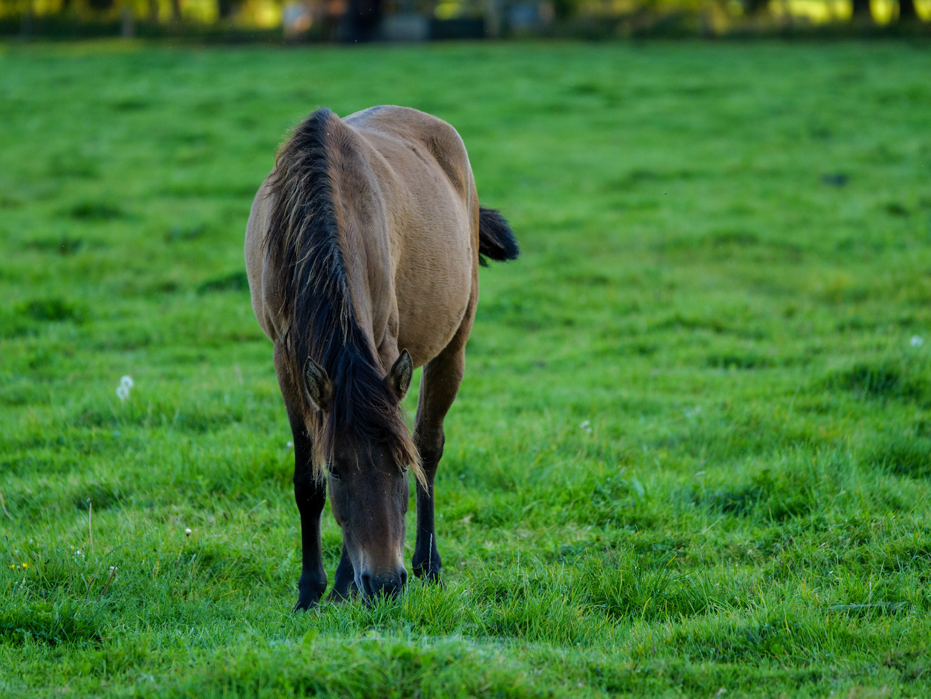 Wildpferdeführung in Dülmen