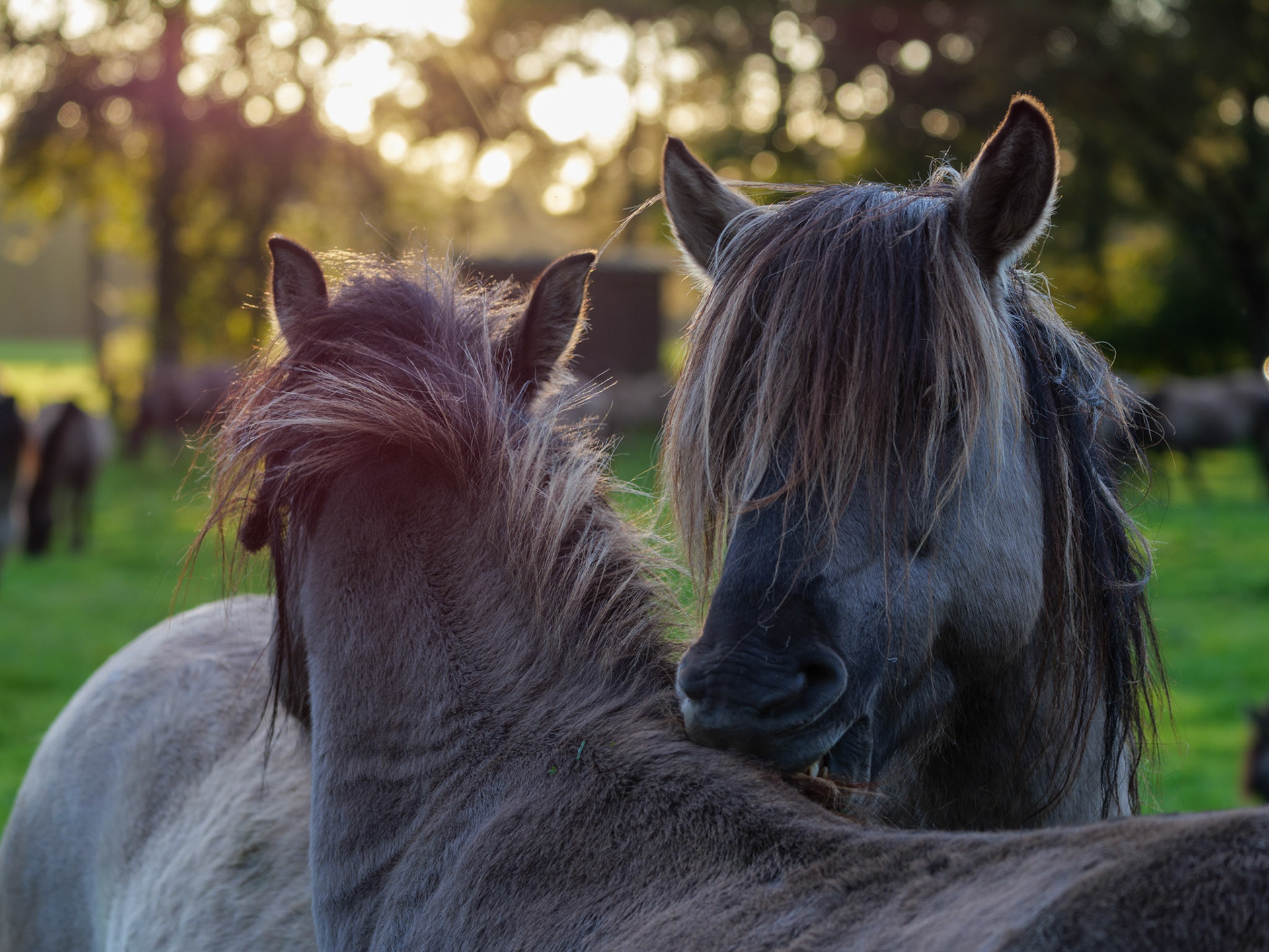 Wildpferdeführung in Dülmen