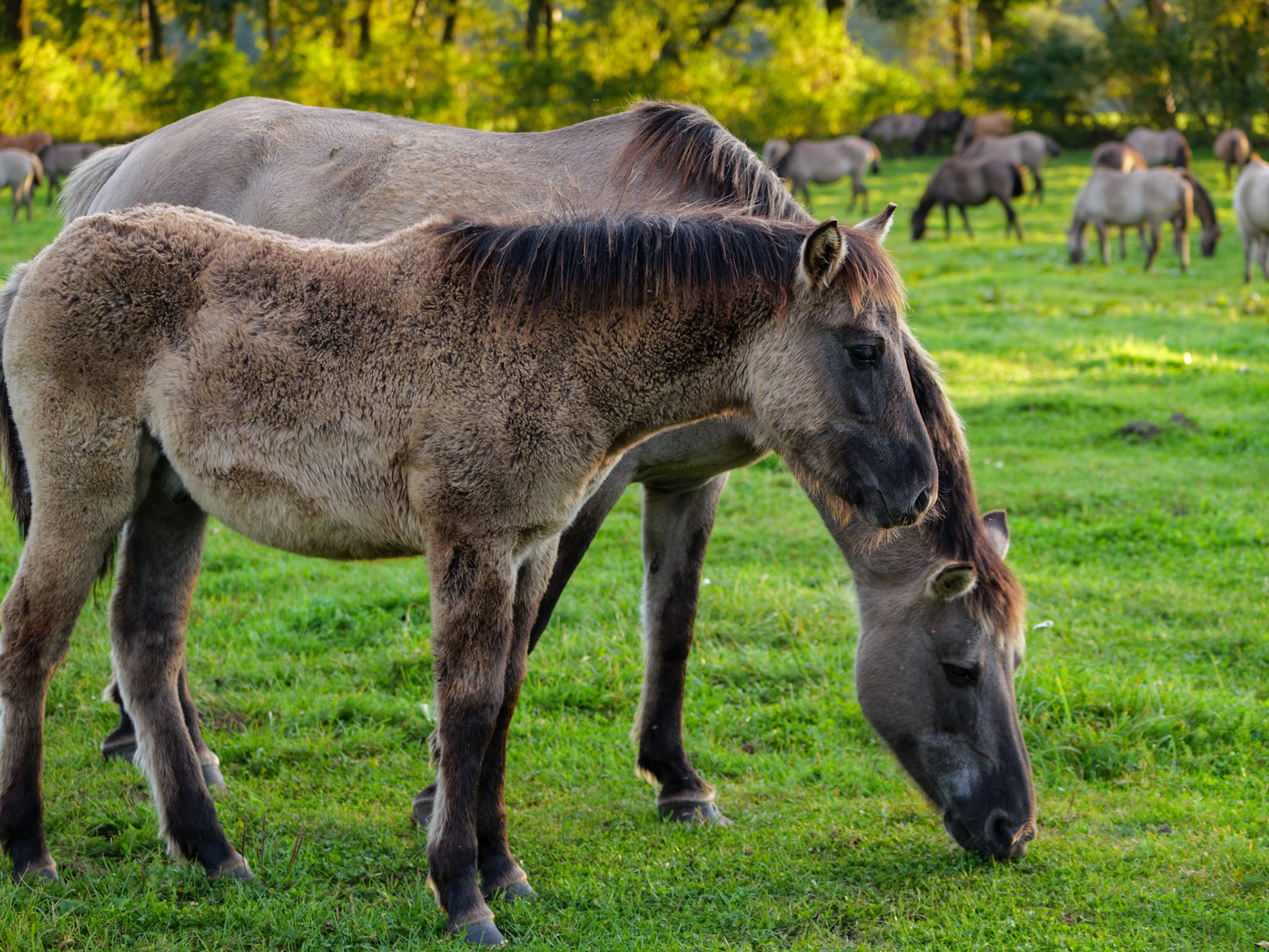 Wildpferdeführung in Dülmen
