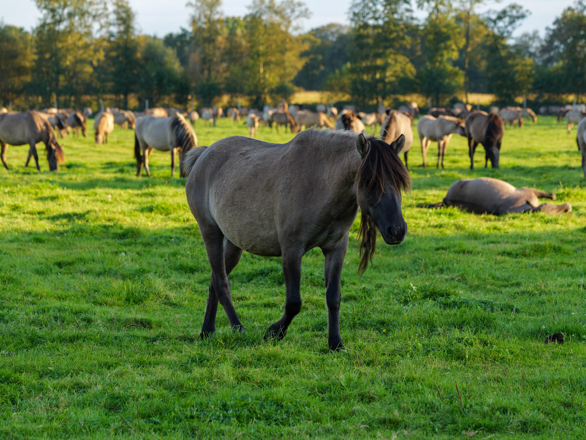 Wildpferdeführung in Dülmen