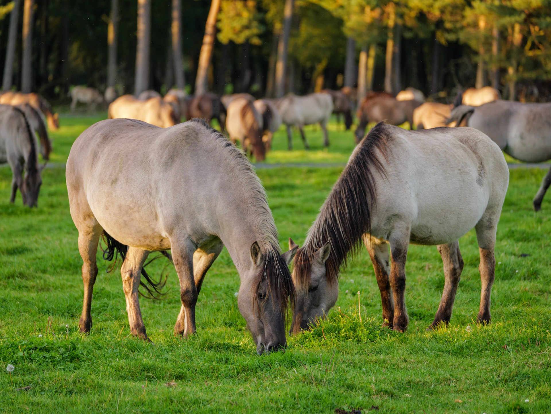Wildpferdeführung in Dülmen