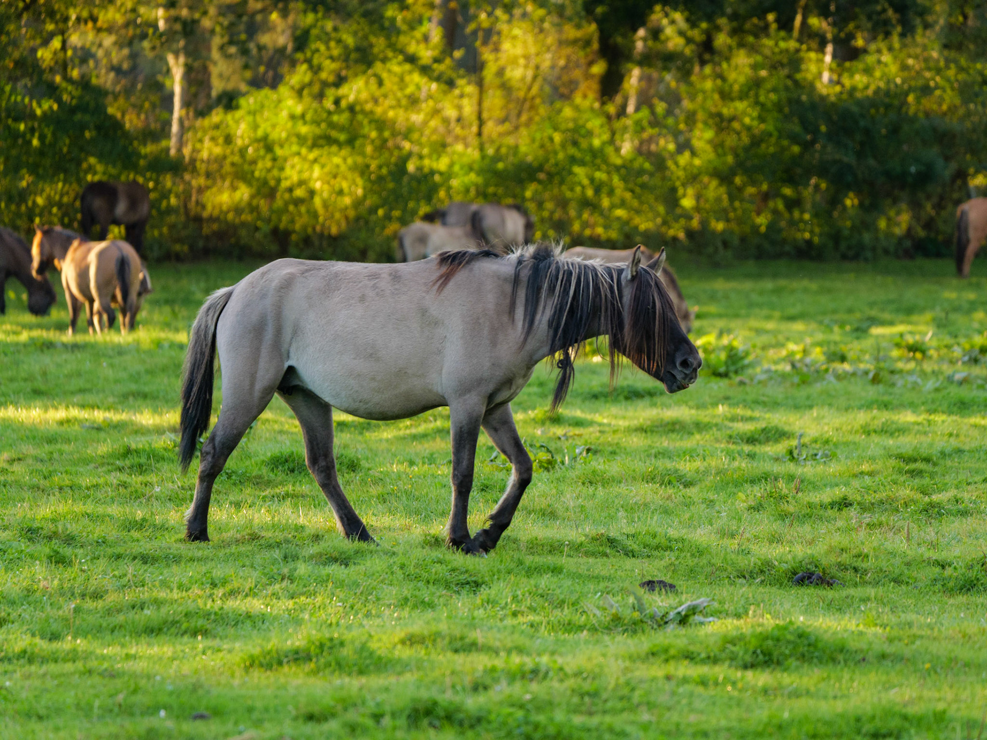 Wildpferdeführung in Dülmen