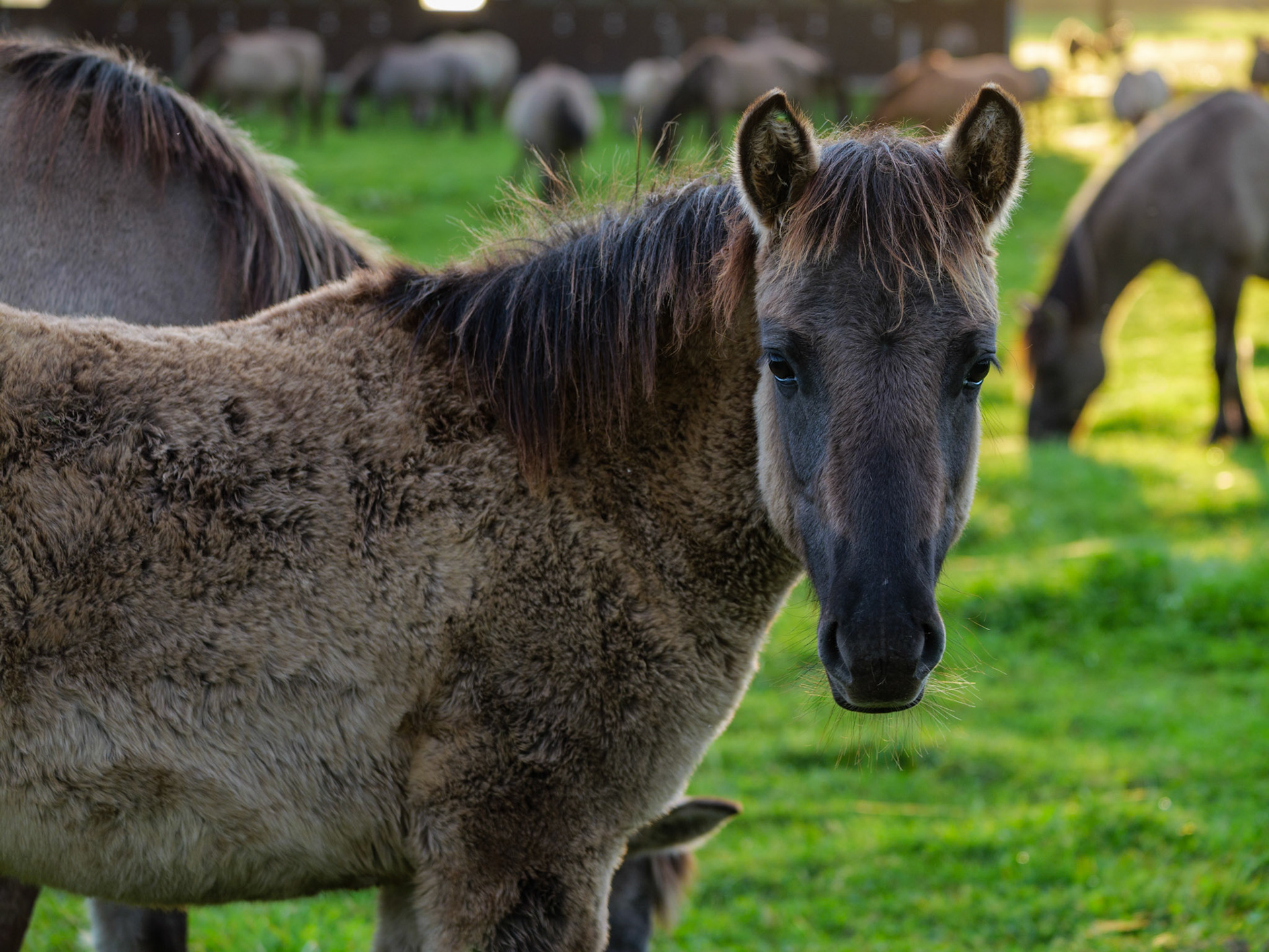 Wildpferdeführung in Dülmen