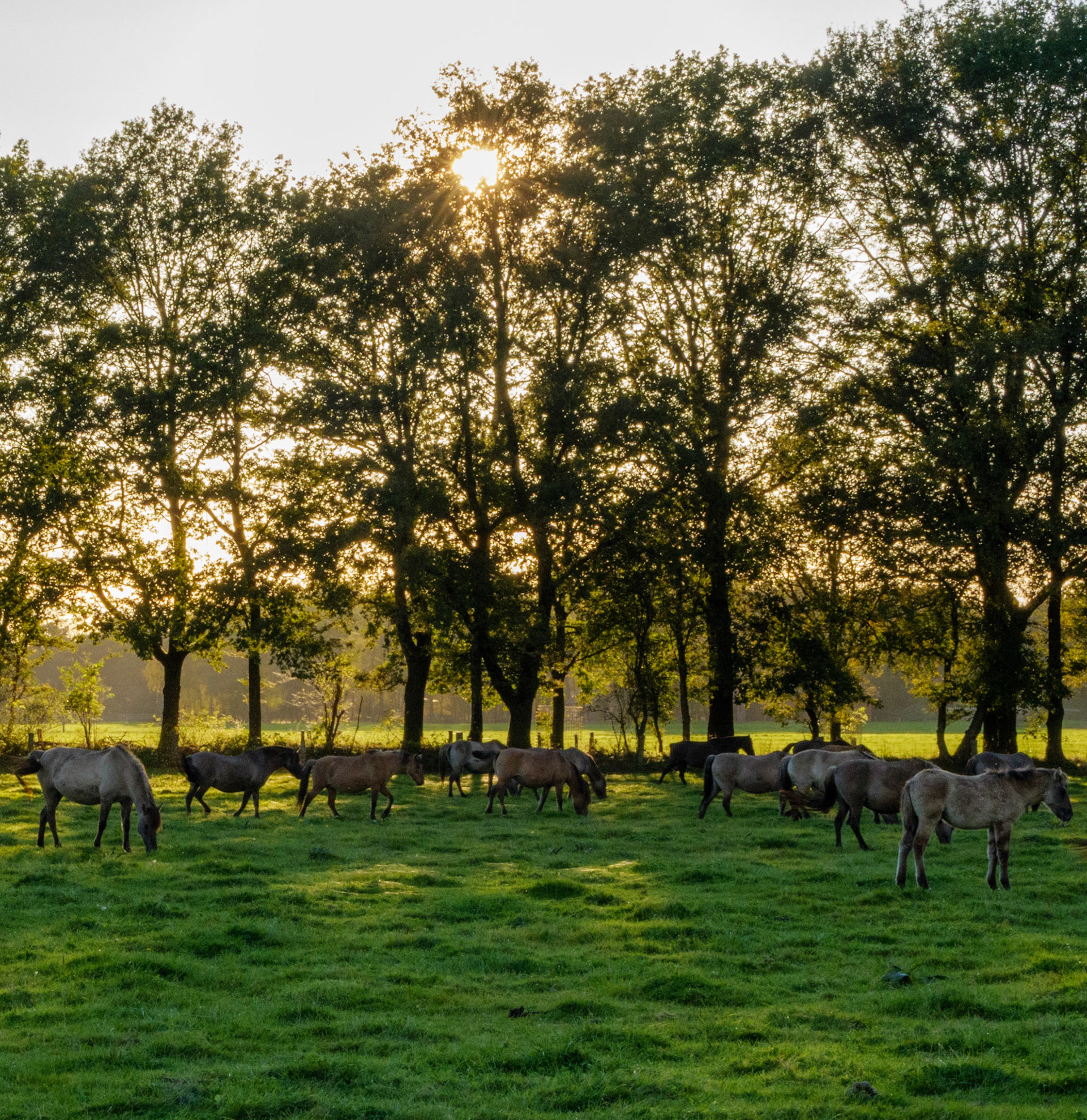 Wildpferdeführung in Dülmen