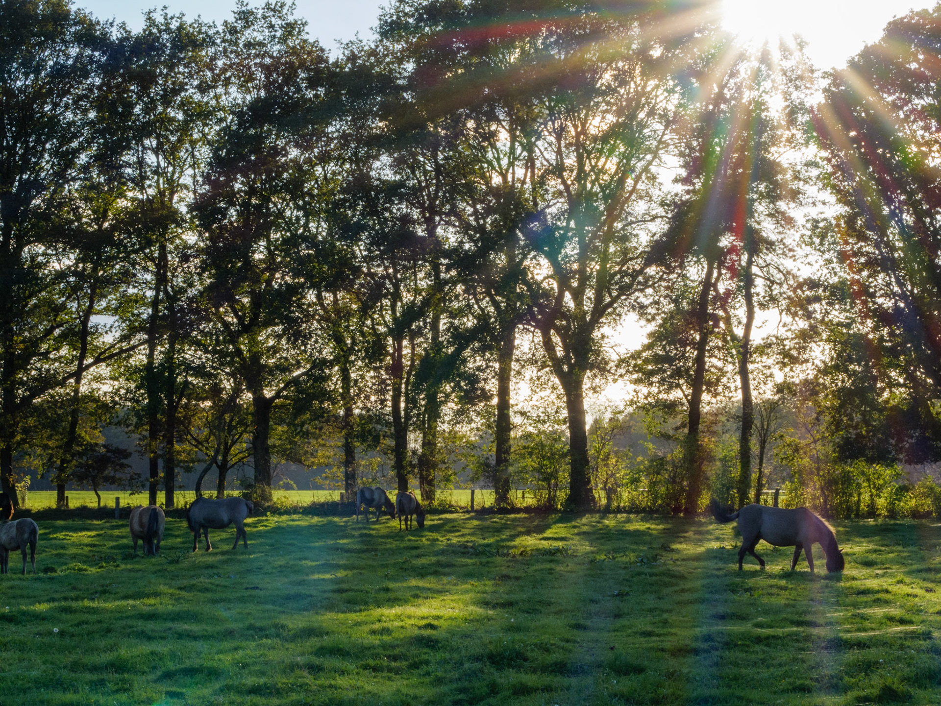 Wildpferdeführung in Dülmen