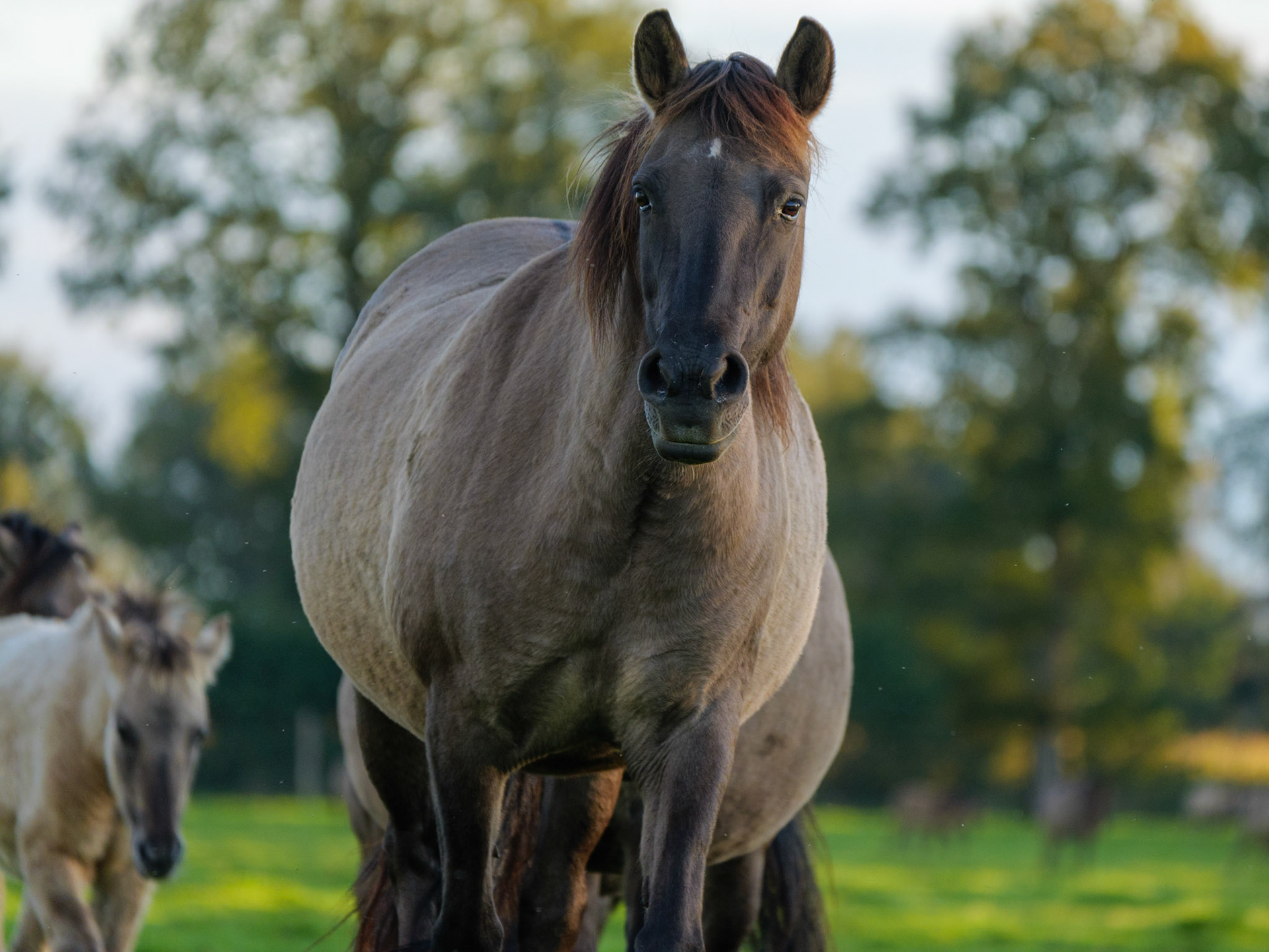 Wildpferdeführung in Dülmen