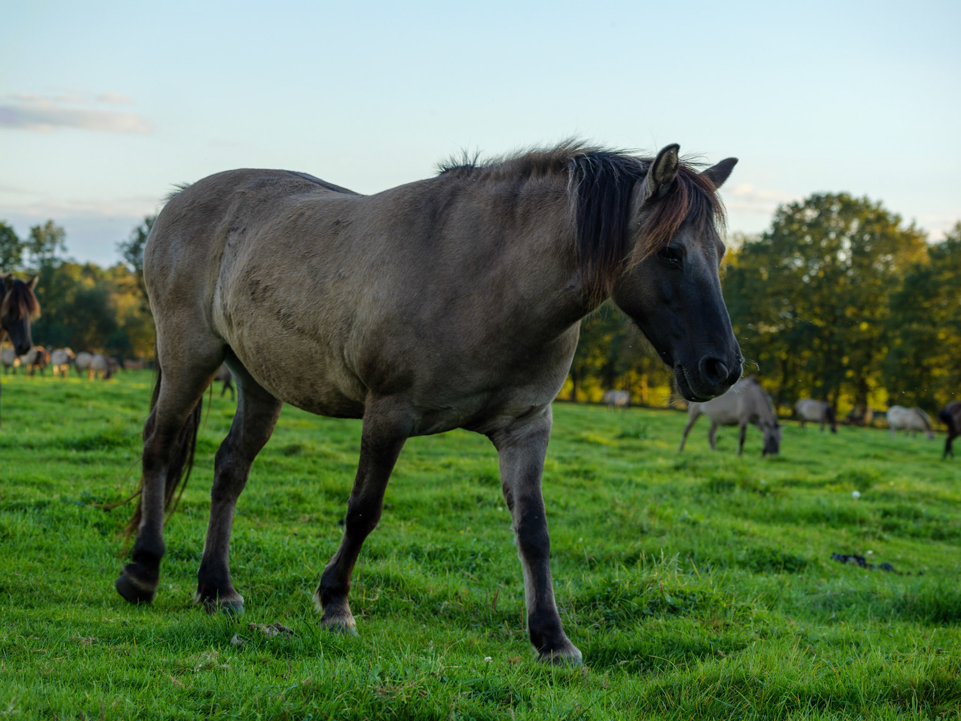 Wildpferdeführung in Dülmen