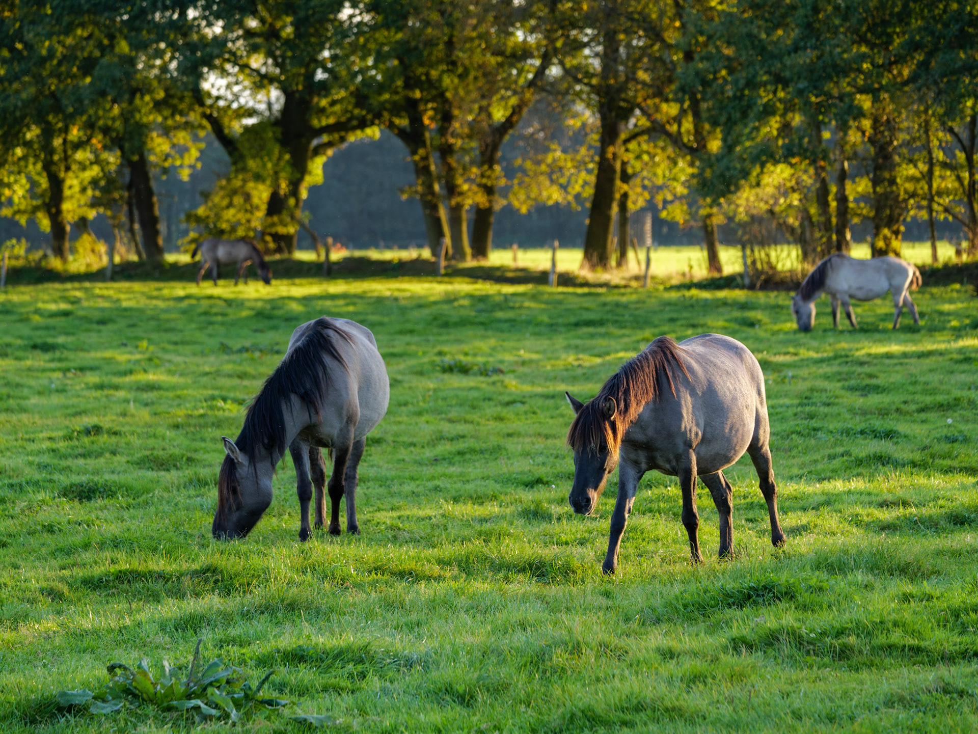 Wildpferdeführung in Dülmen
