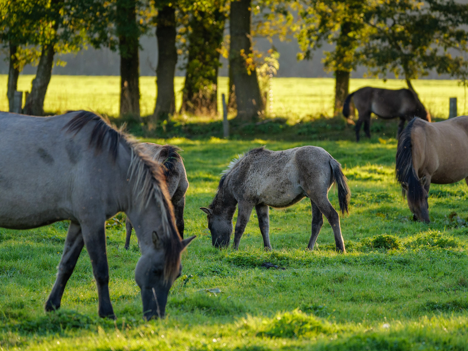 Wildpferdeführung in Dülmen