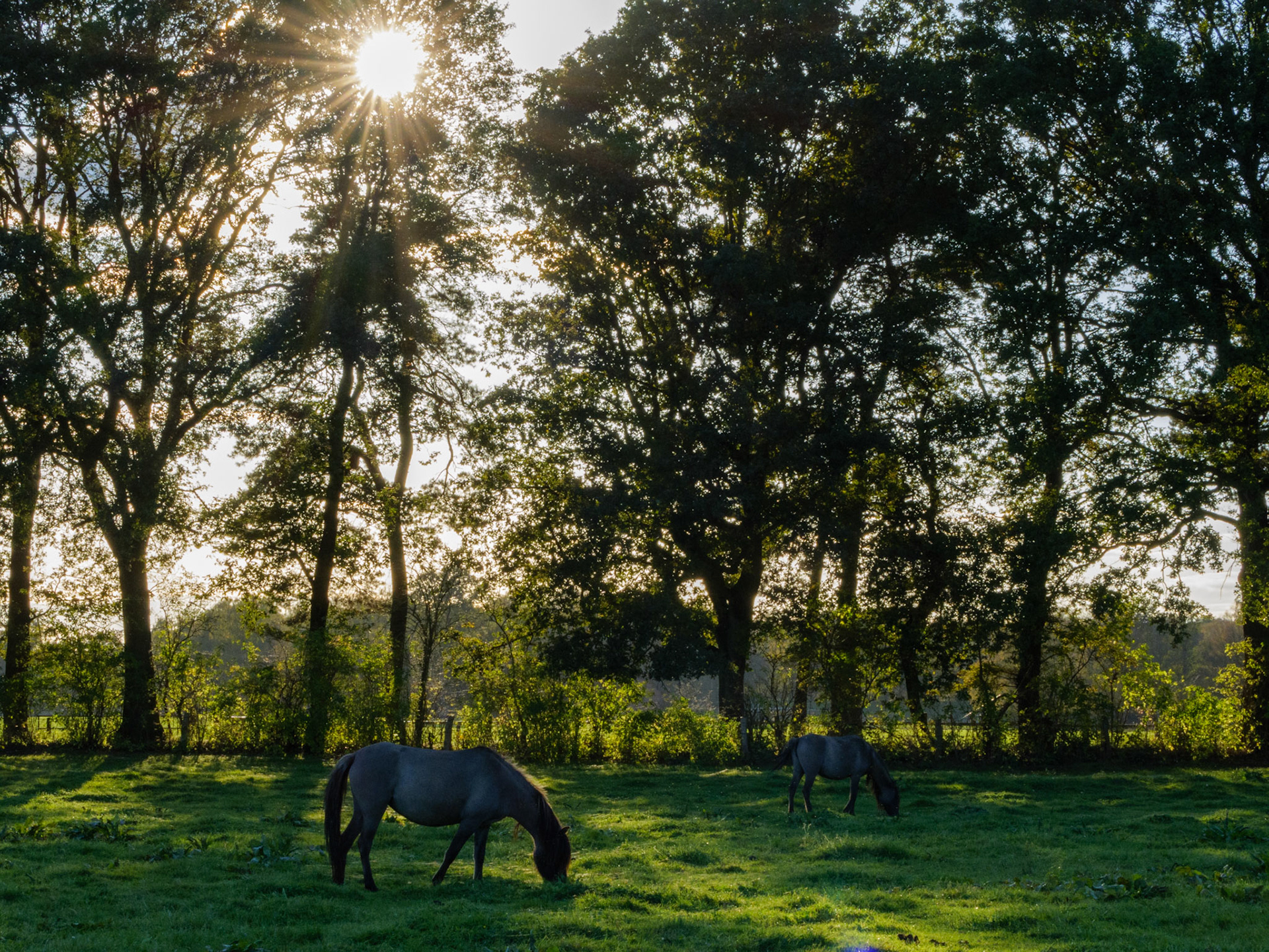 Wildpferdeführung in Dülmen