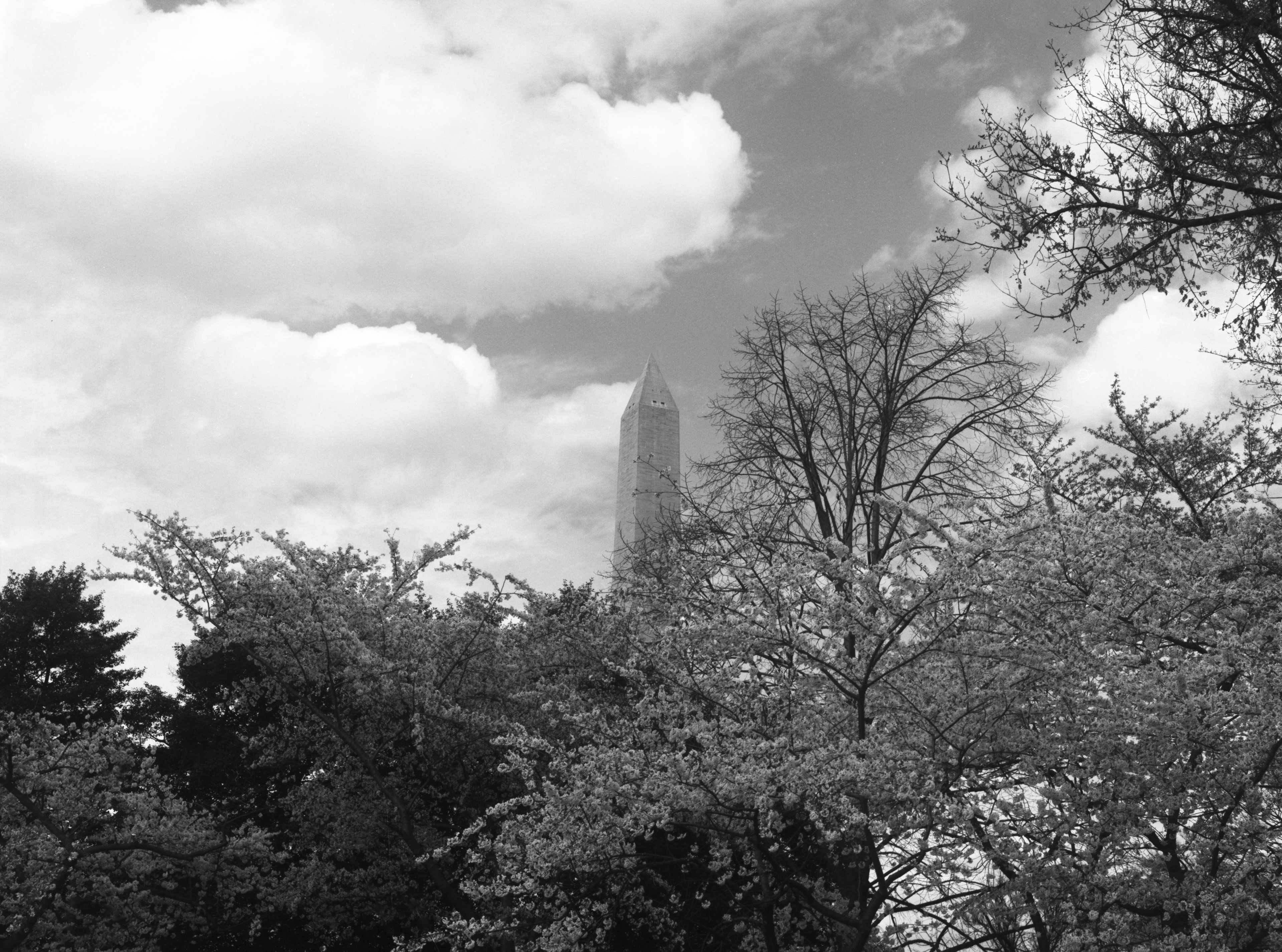 Clouds and Blossoms. March 2022. (Medium Format Film)
