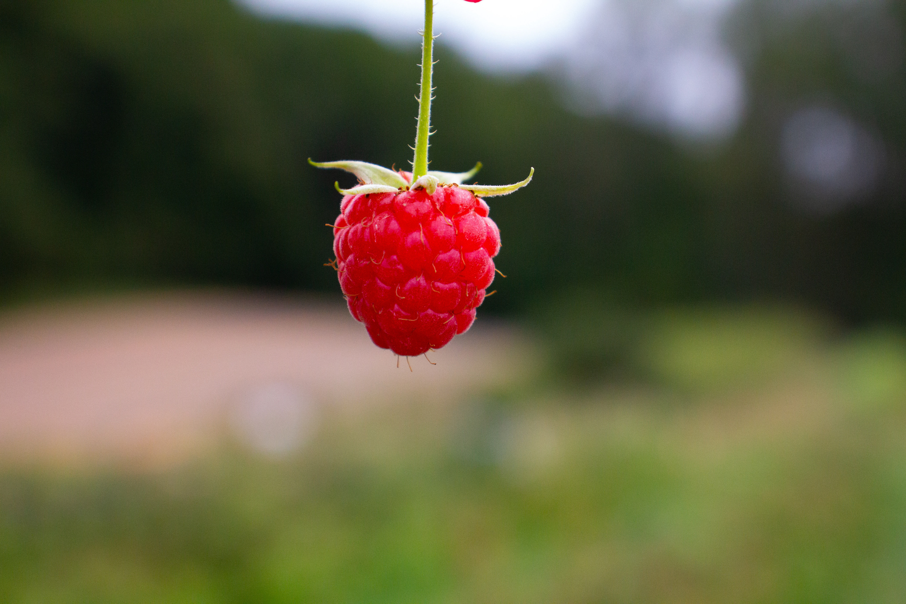 Picking. September 2022. (Digital)