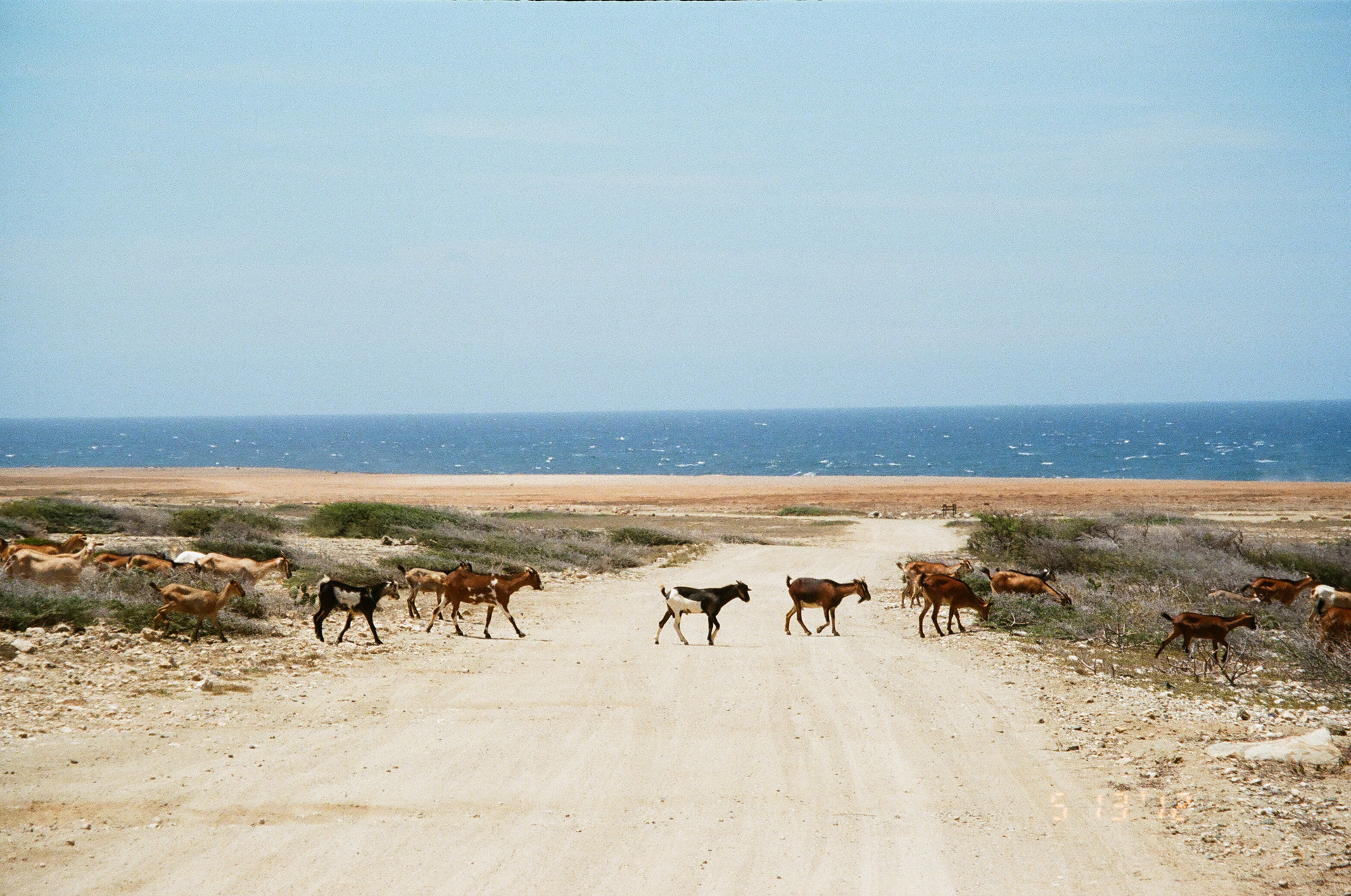 Goats. May 2021. (35mm film)