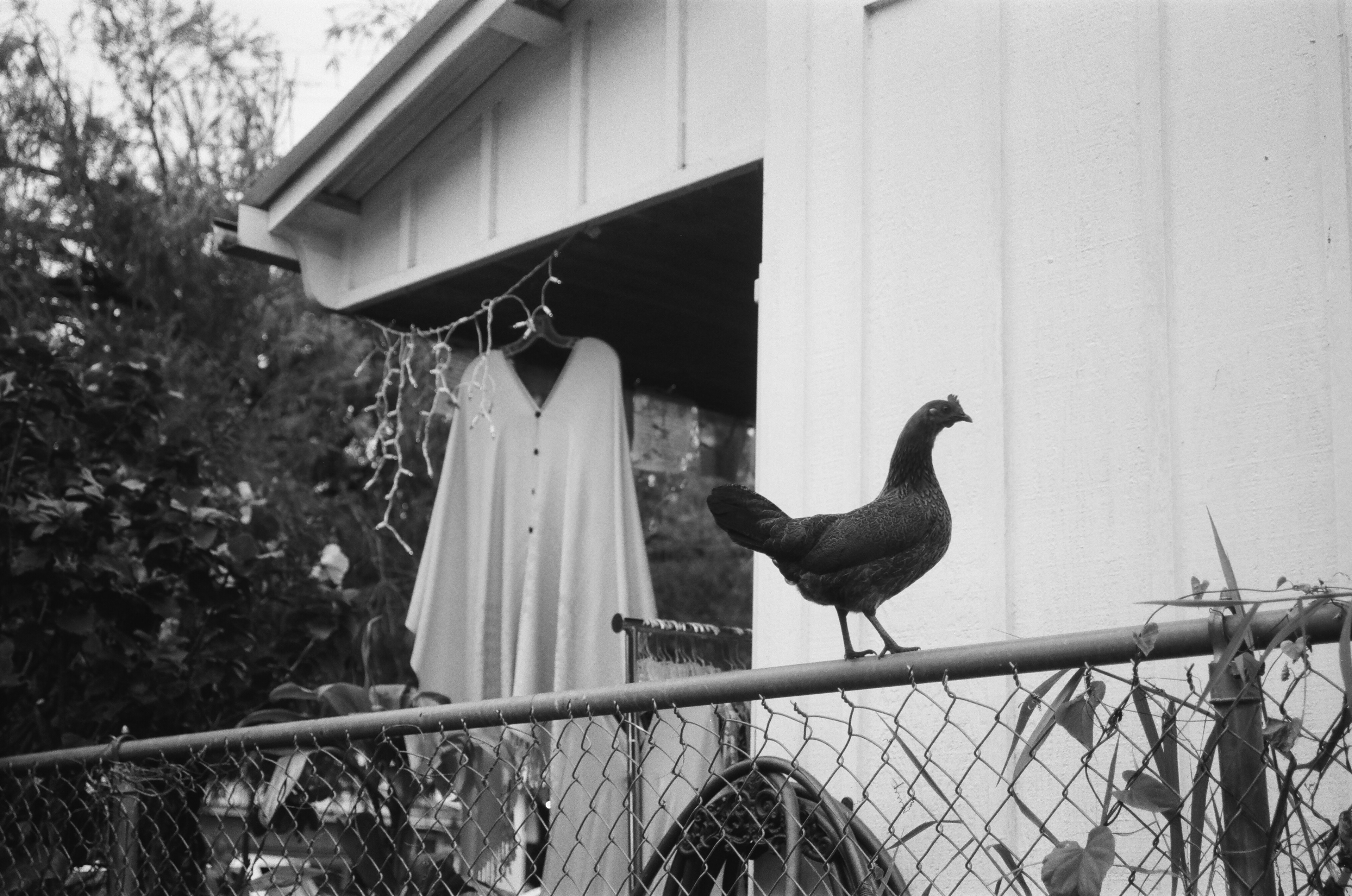 A Hawaiian Friend. March 2020. (35mm film)
