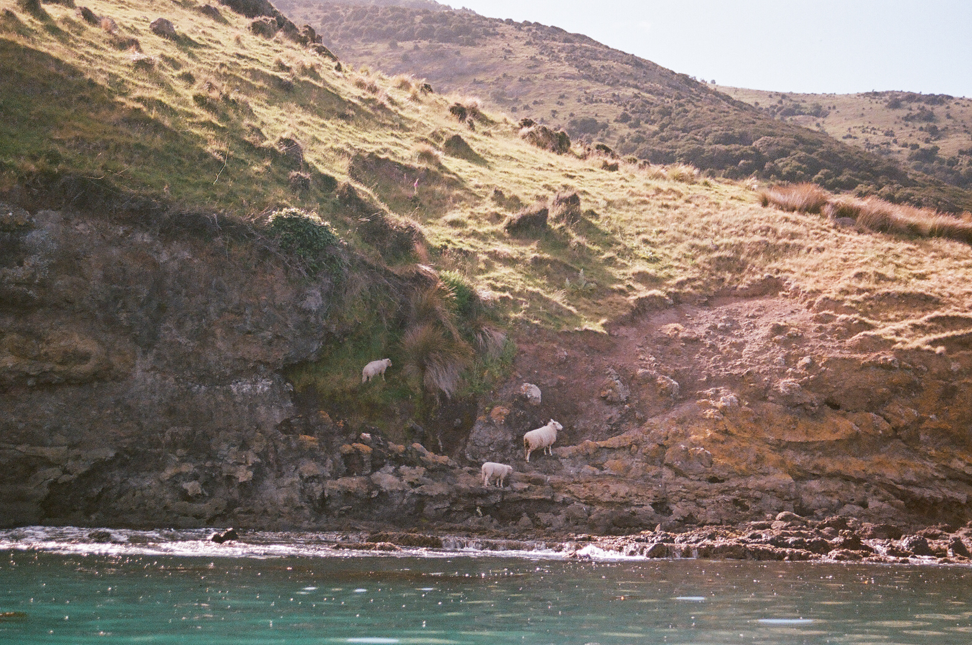 Steep Sheep. November 2024 (35mm film)