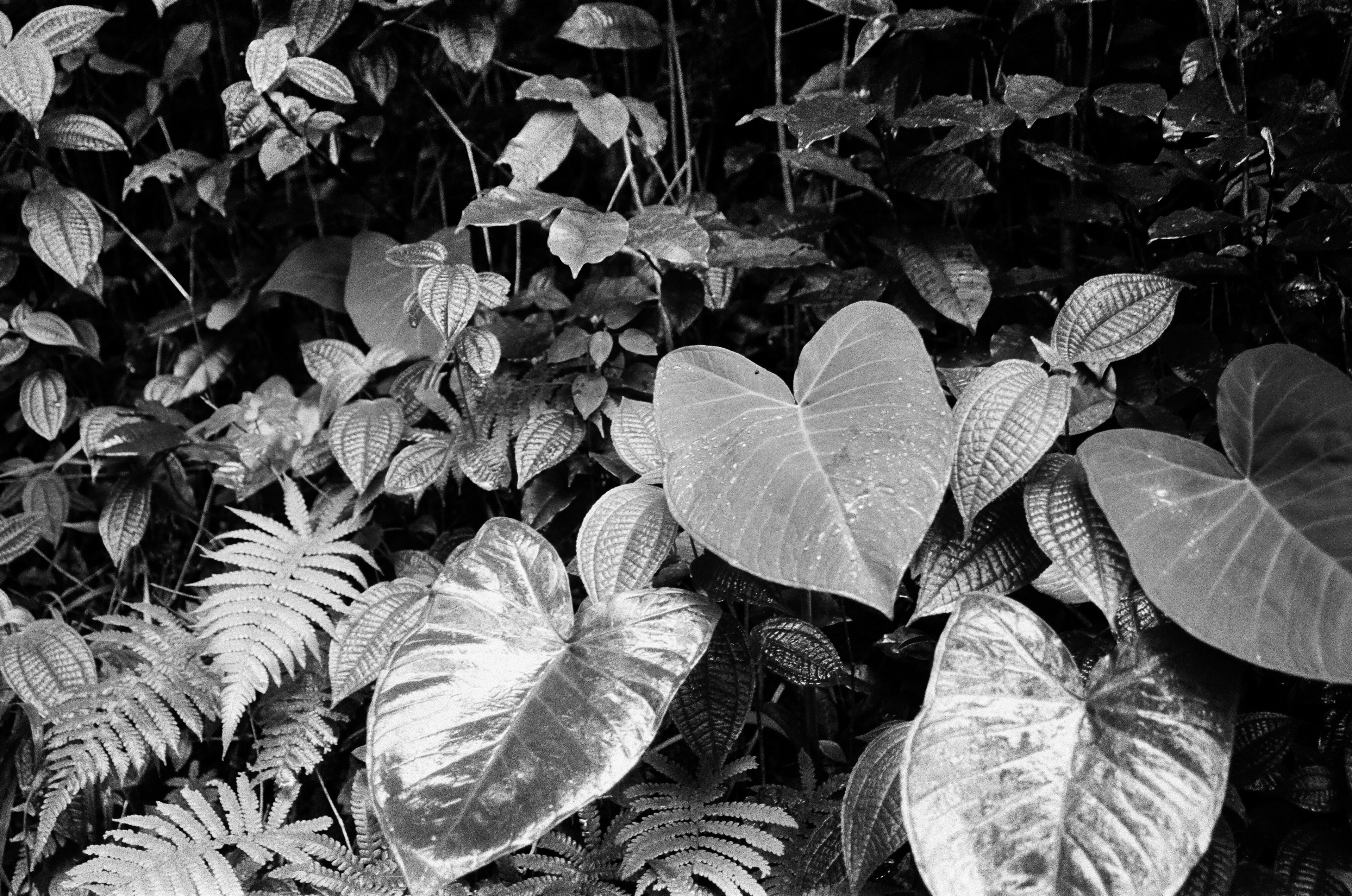 Hawaiian Jungle. March 2020. (35mm film)