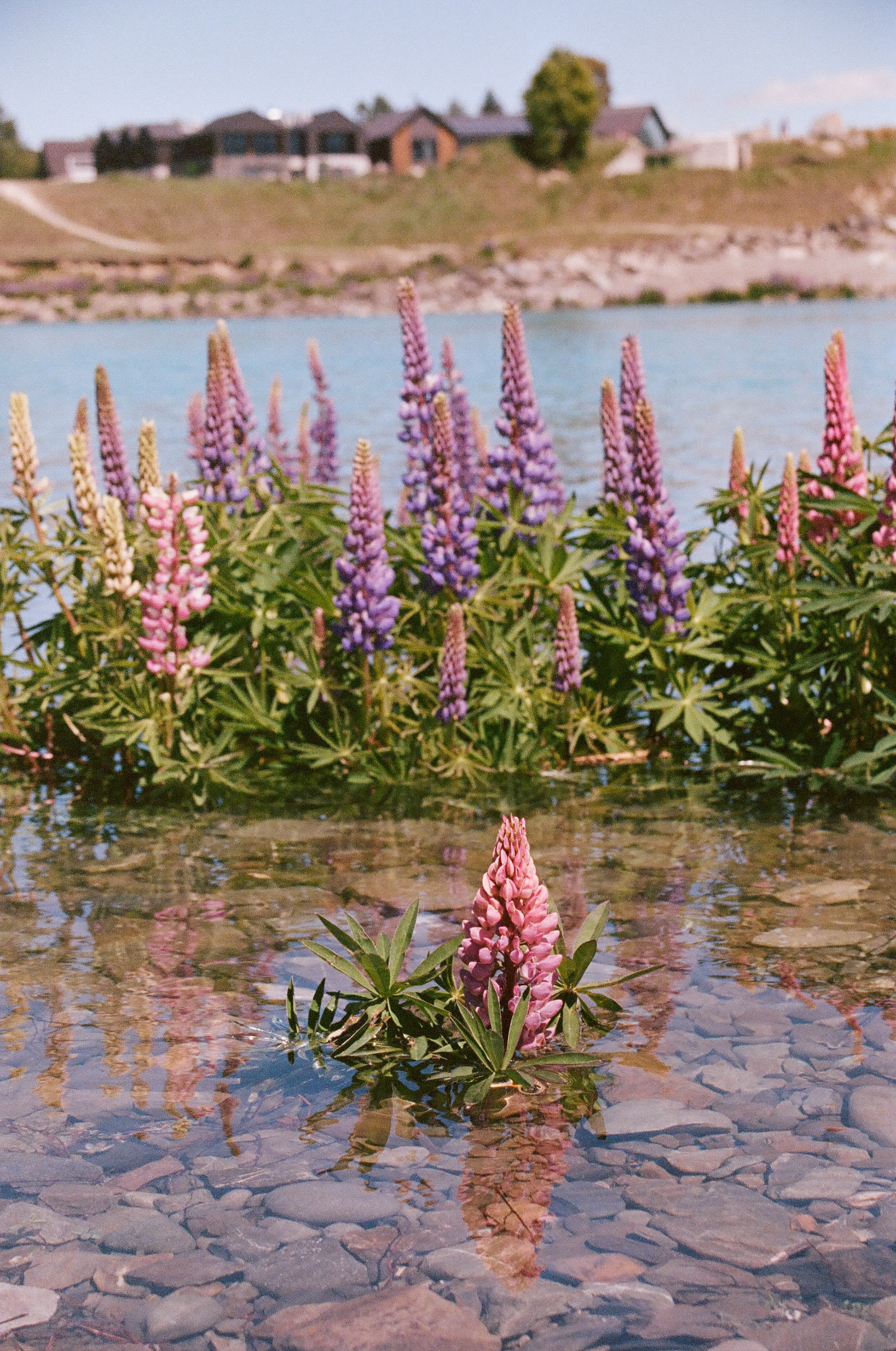 Lupines in the lake. November 2024 (35mm film)
