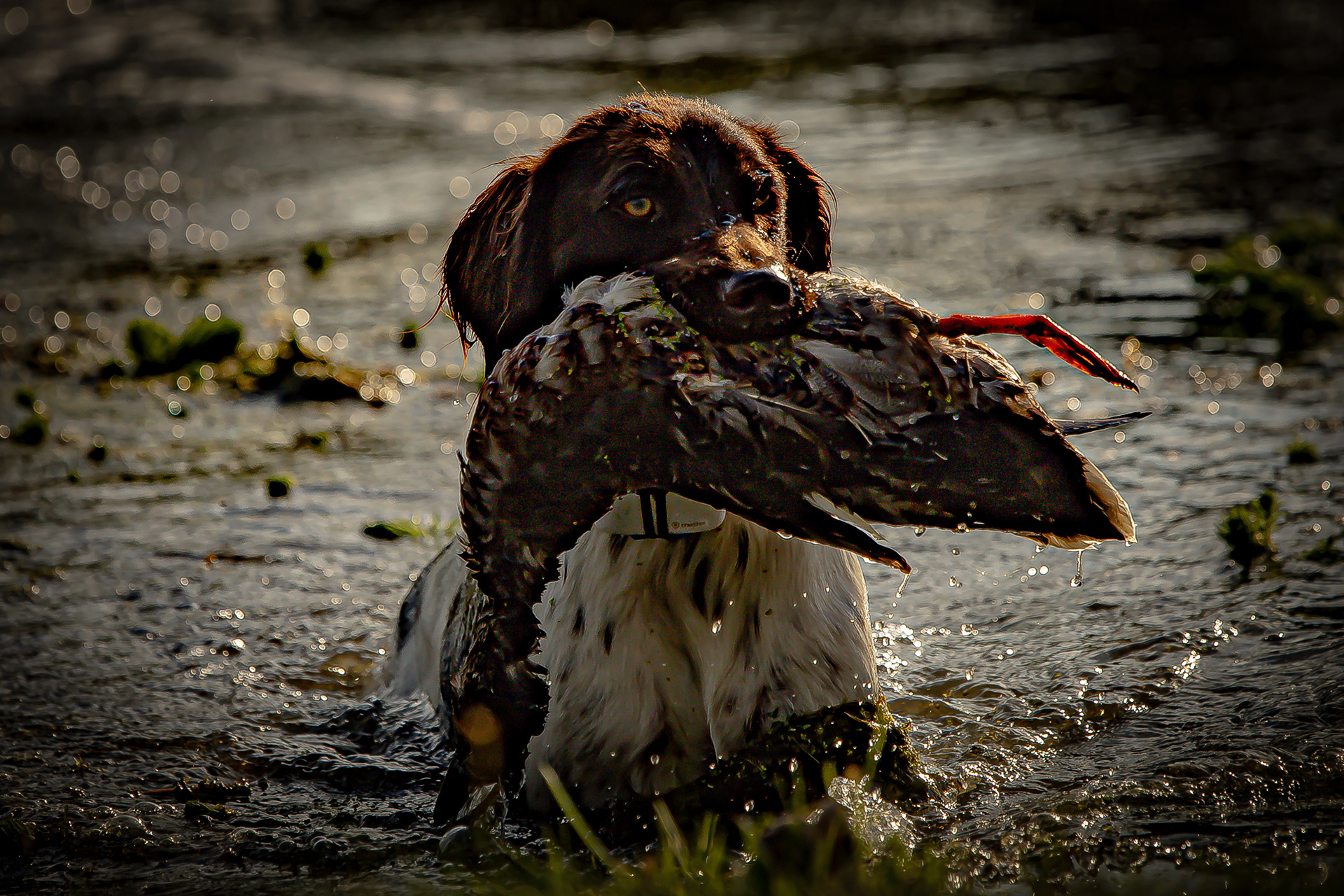 Jachthond aan het werk