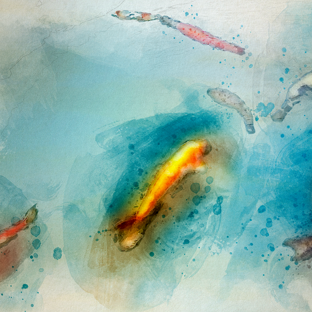 Koi, watercolor
