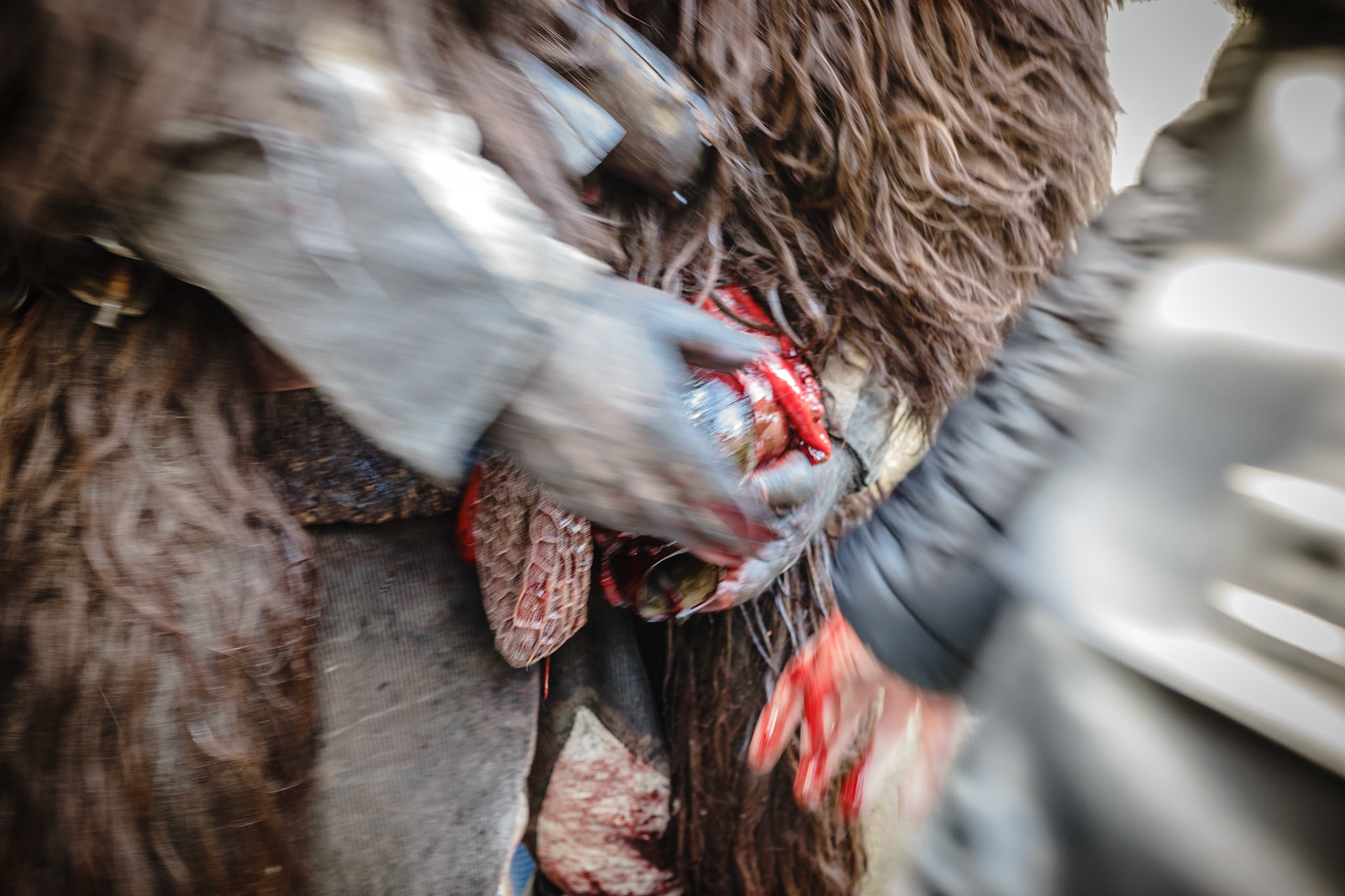 Lula (Nu) - febbraio 2018. Su Battileddu, considerato pazzo, è tenuto legato e fermo daiBattileddos Massajos, mentre gli spettatori tentano di pungere su chentu puzone perfar uscire il sangue con il quale s'imbrattano il volto.Lula (Nu) - February 2018.Su Battileddu, considered crazy, is kept bound and stopped byBattileddos Massajos, while the spectators try to sting on 'chentu puzone' to let out the blood with which they smear their faces.