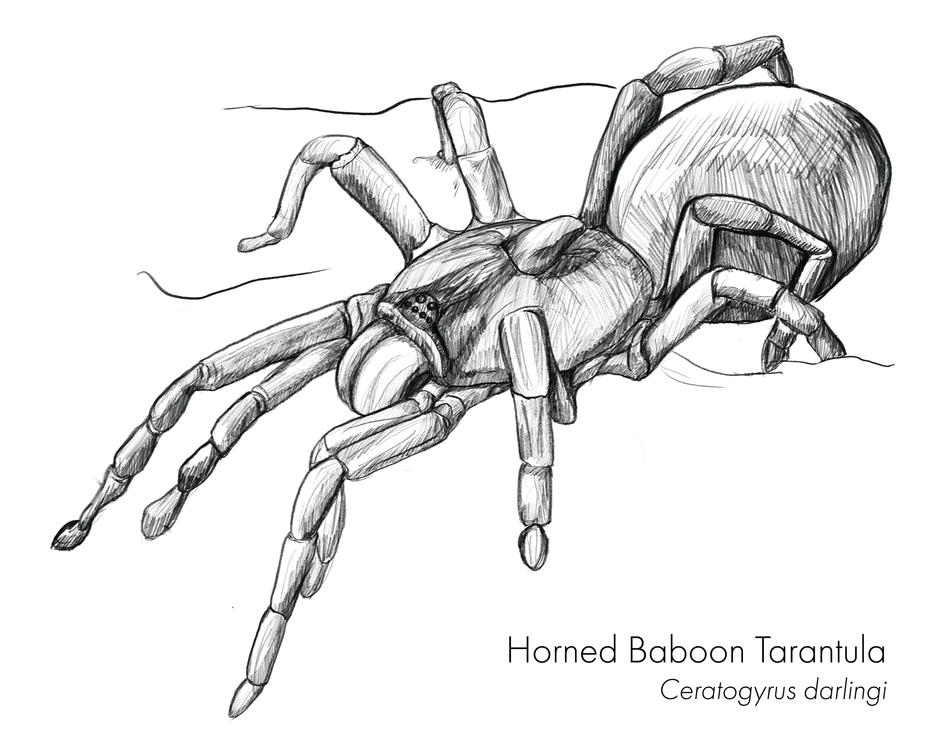 Spider Sketch, Adobe Photoshop