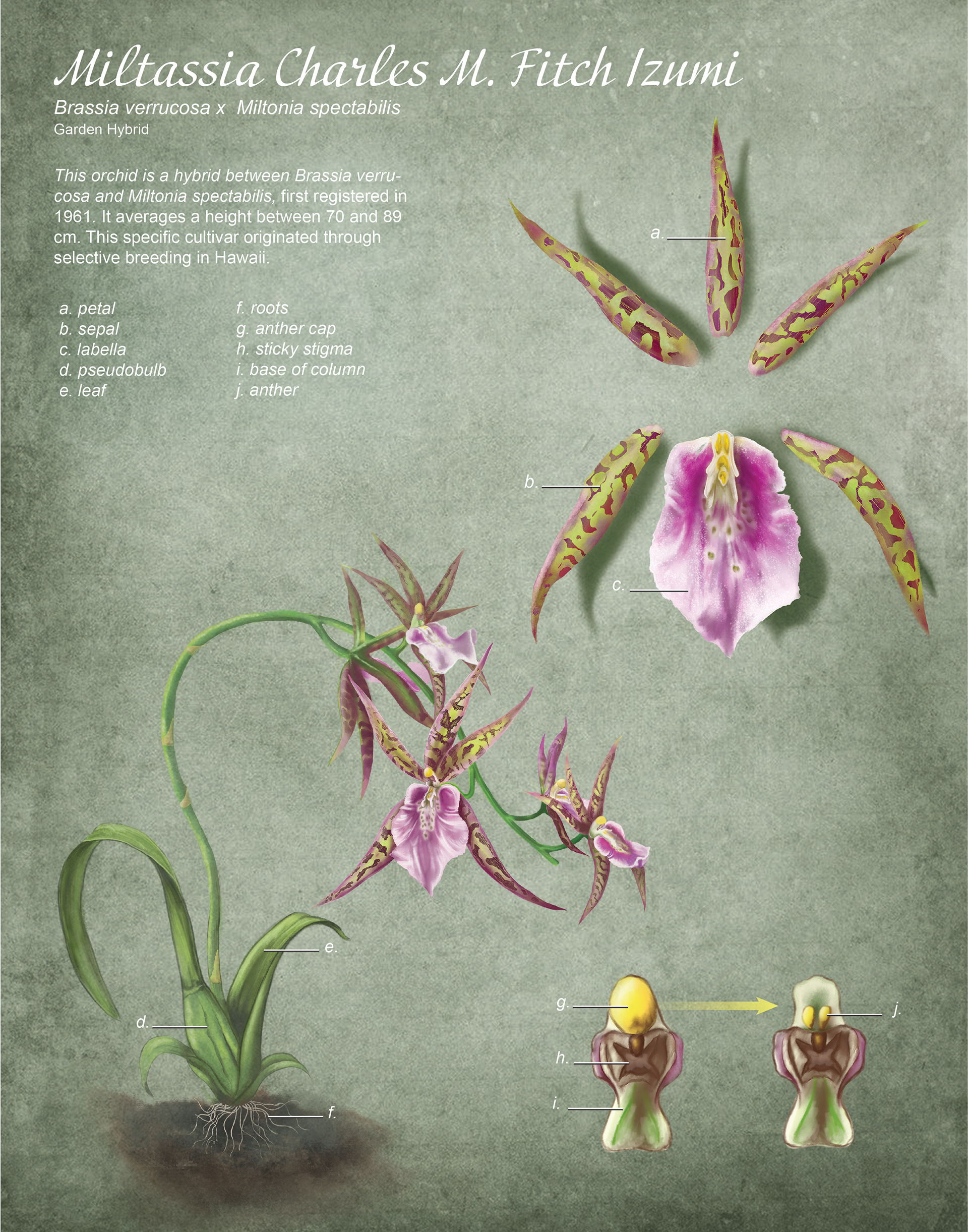 Orchid Botanical Plate, Adobe Photoshop
