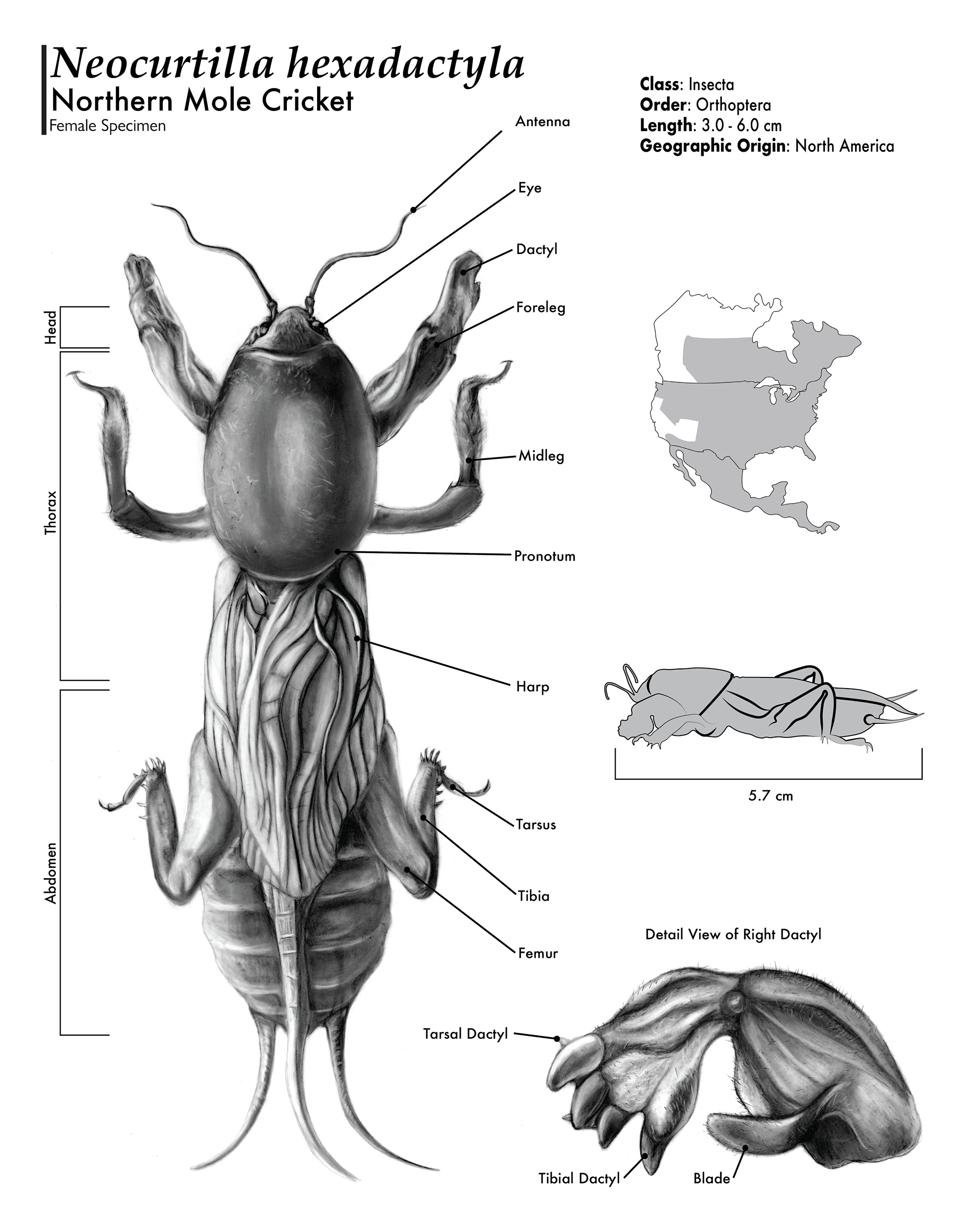 Northern Mole Cricket, Carbon Dust and Adobe Illustrator