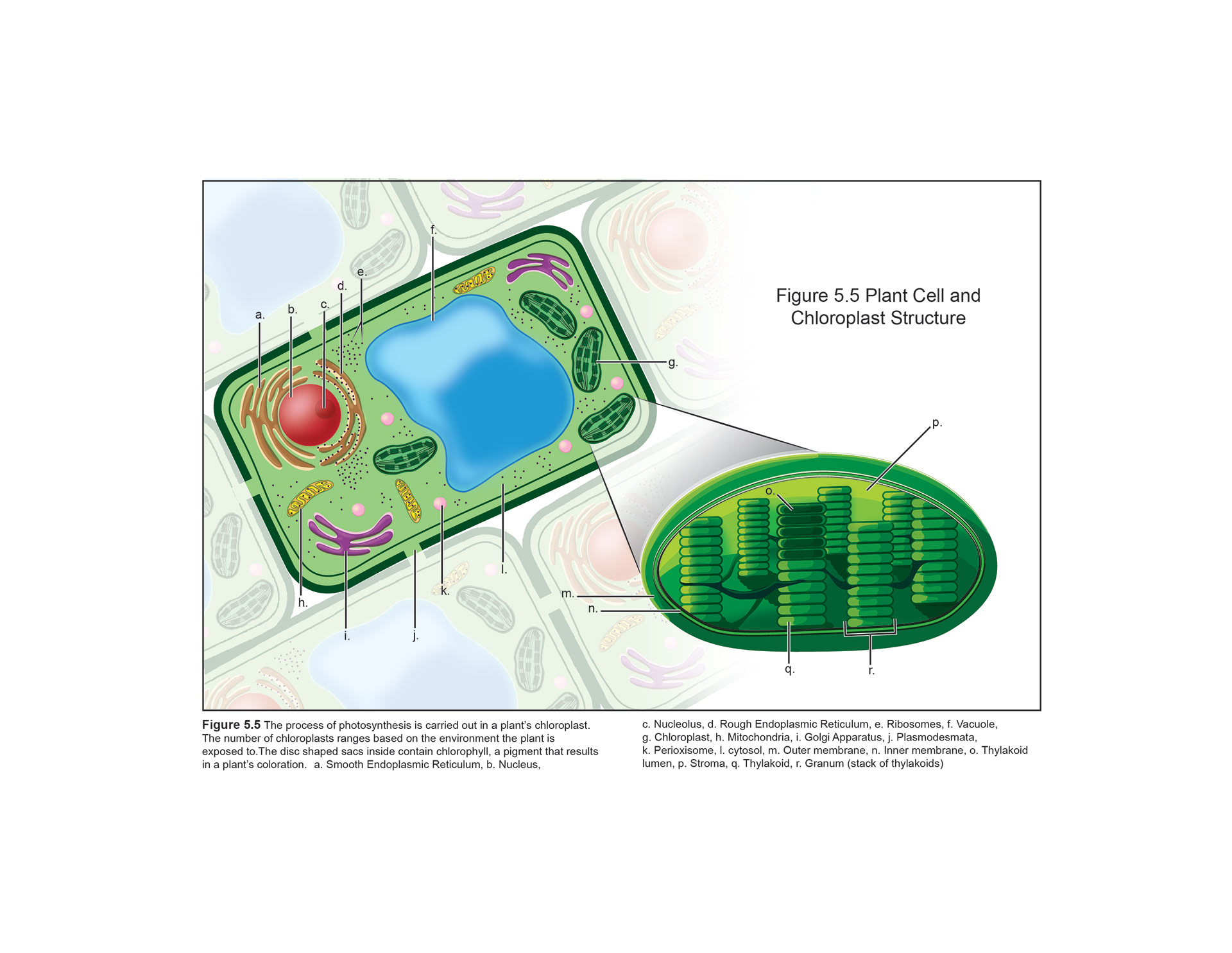 Plant Cell and Chloroplast Structure, Adobe Illustrator