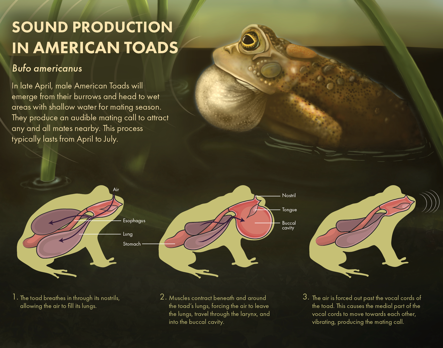 Sound Production in American Toads