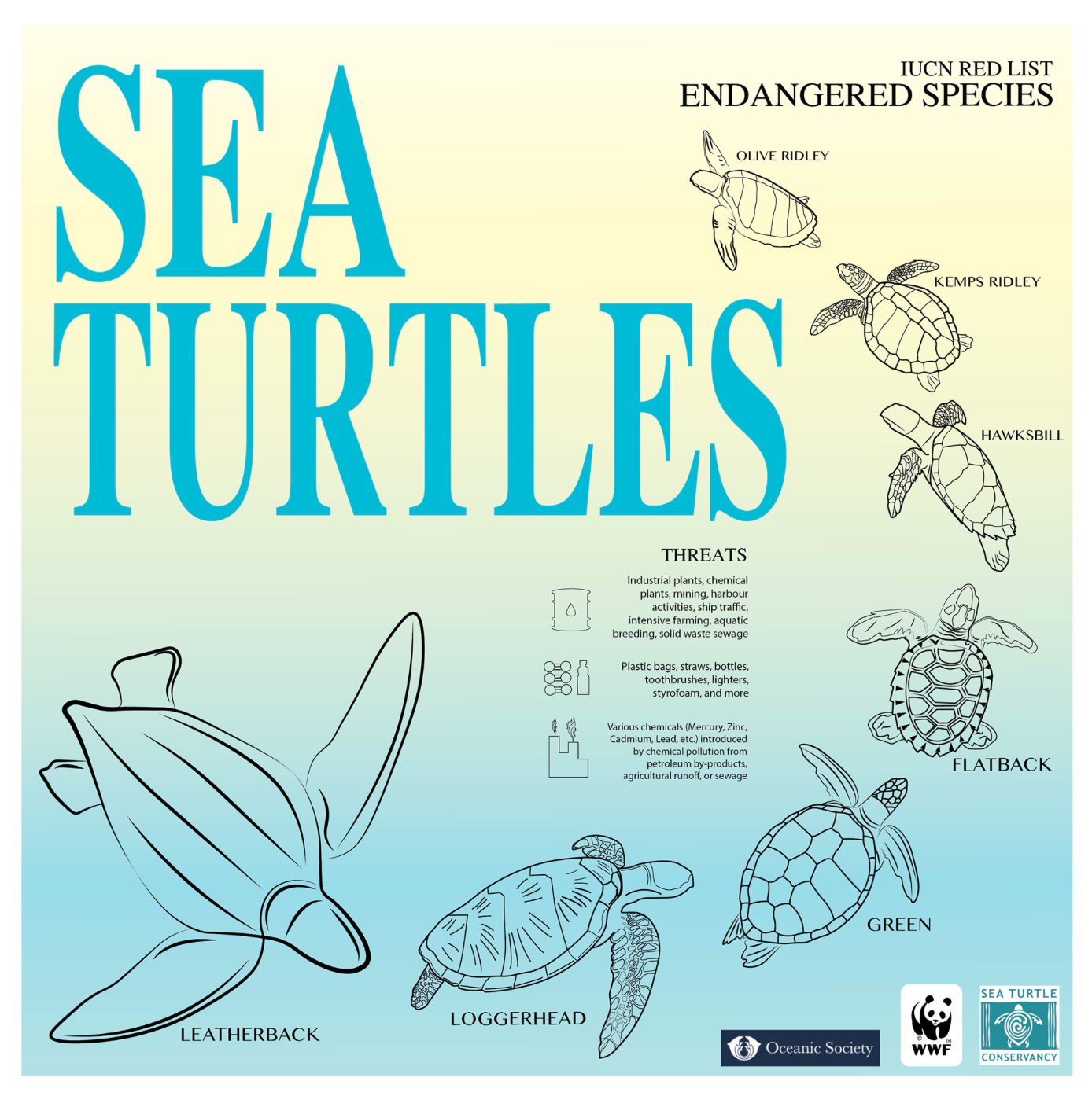 Sea Turtle Infographic, 12x12, Adobe Illustrator
