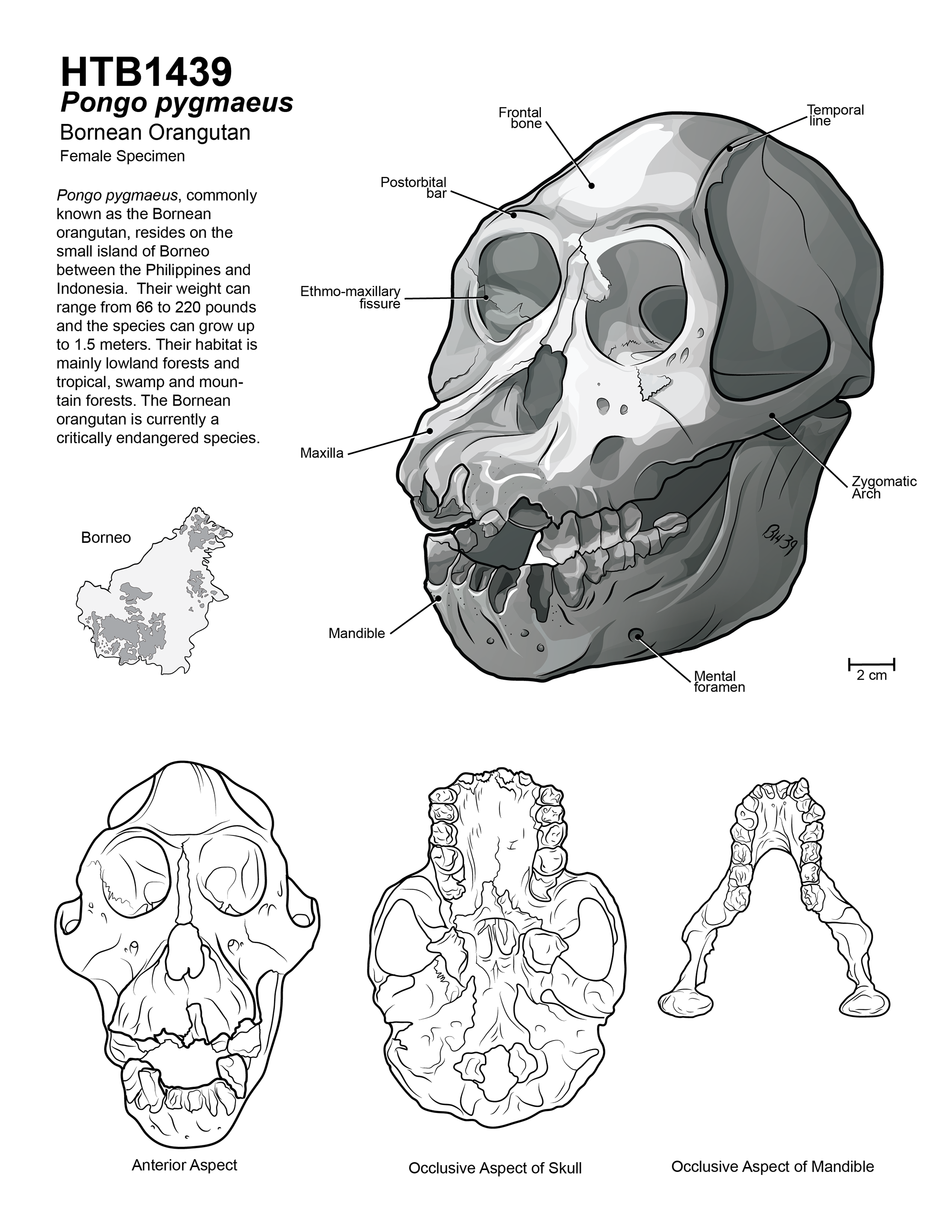 Physical Anthropology Study of a Bornean Orangutan, Adobe Illustratorl 2018