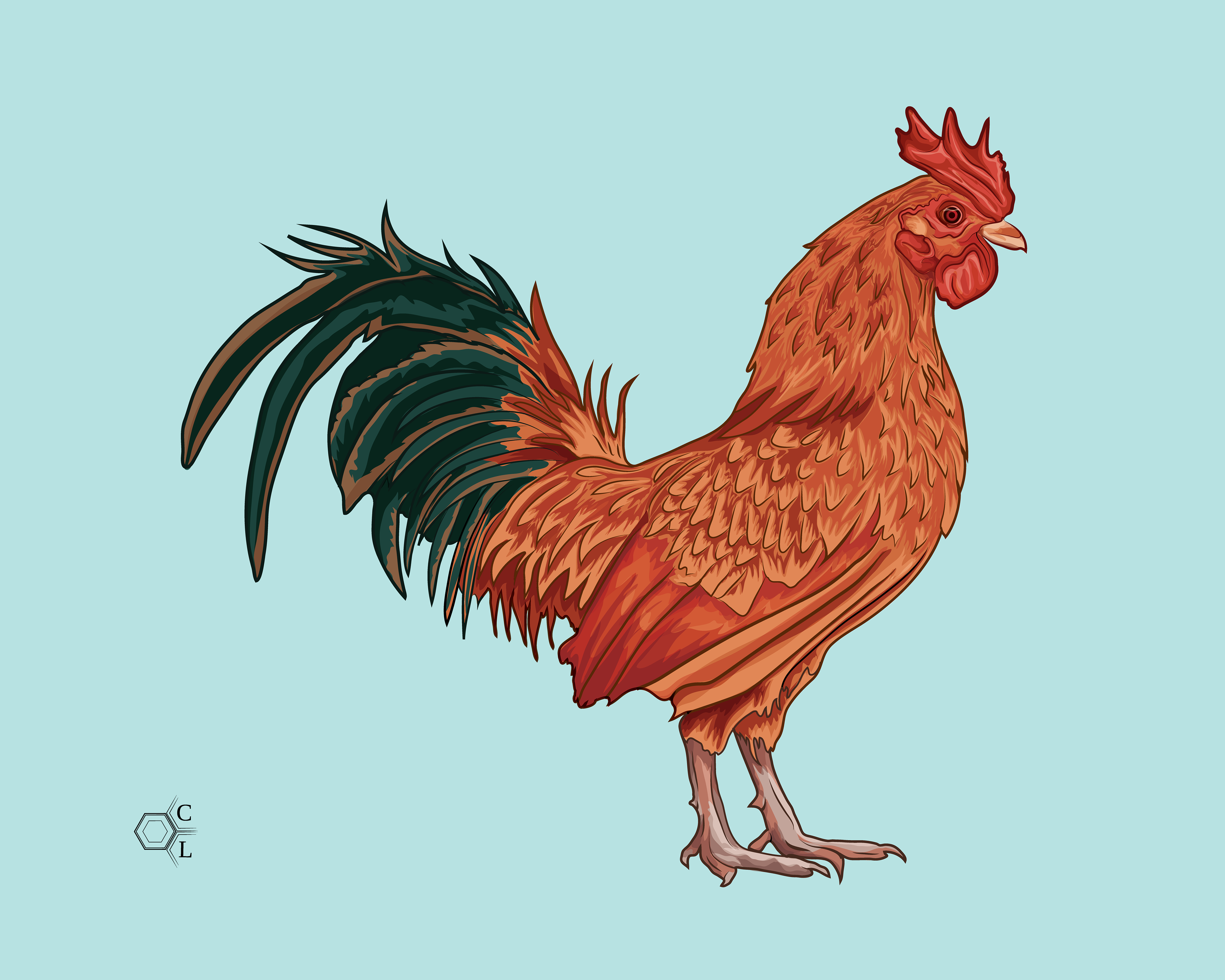 Rooster, Adobe Illustrator