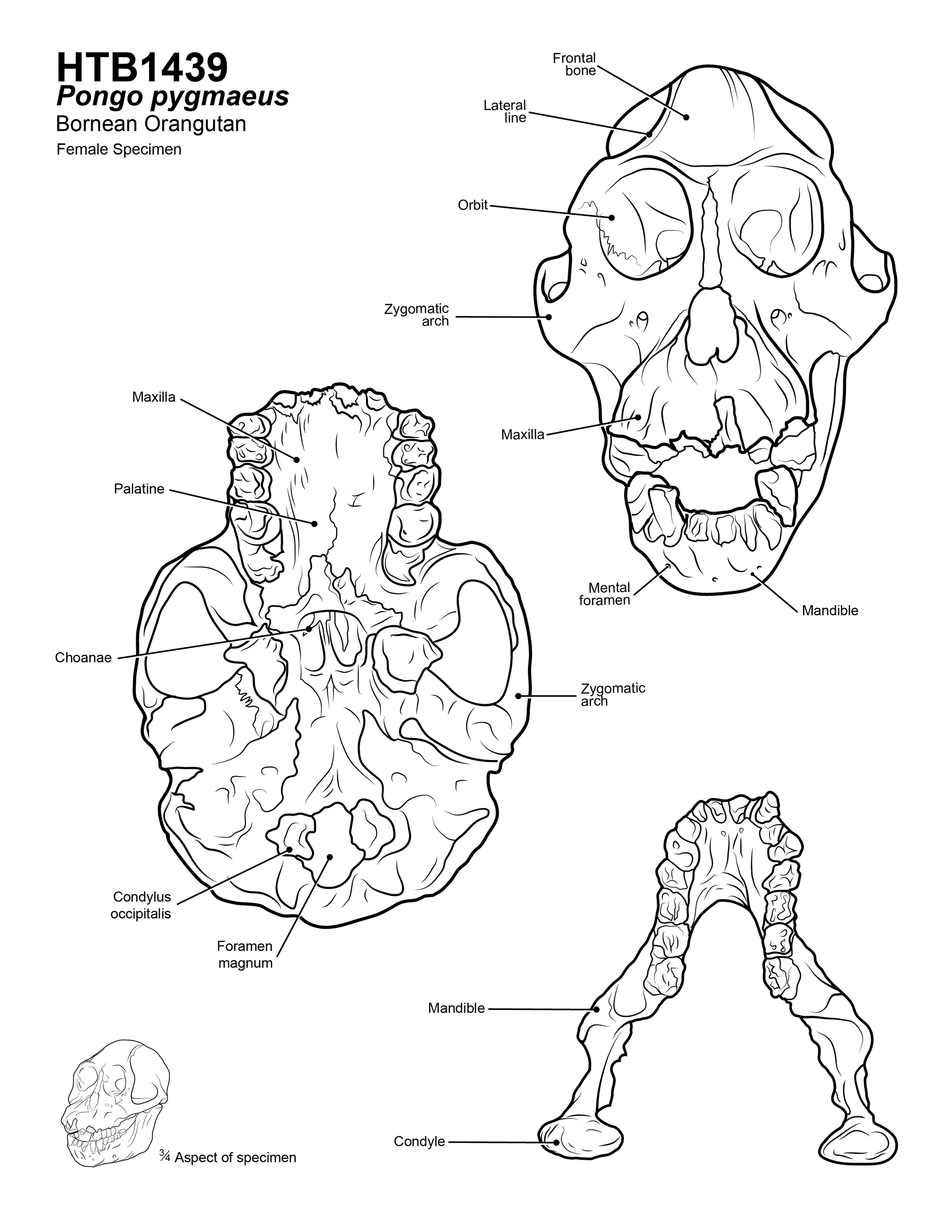 Physical Anthropology Study of a Bornean Orangutan, Adobe Illustrator
