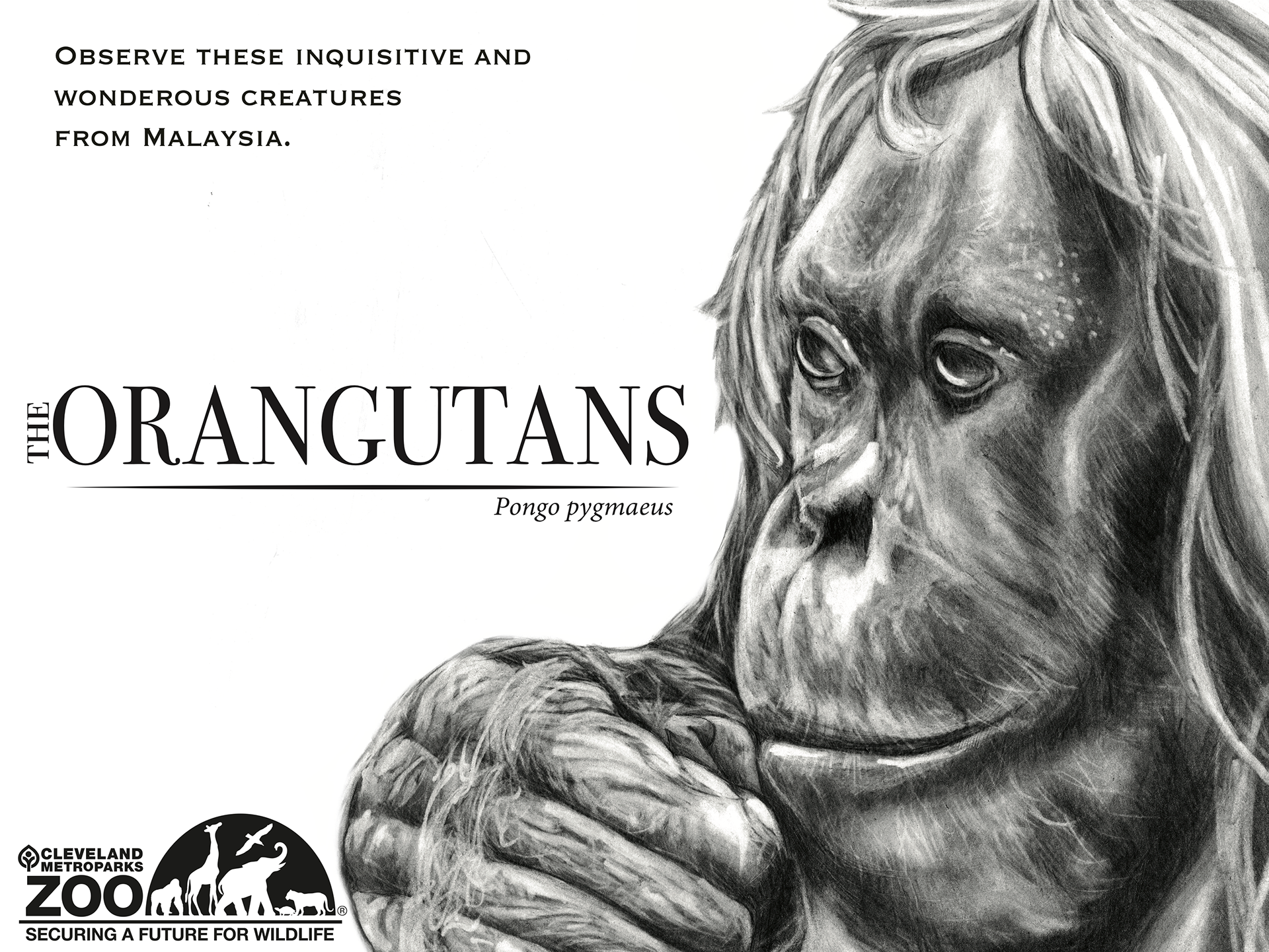 The Orangutans, 11x14, Graphite and Adobe Illustrator