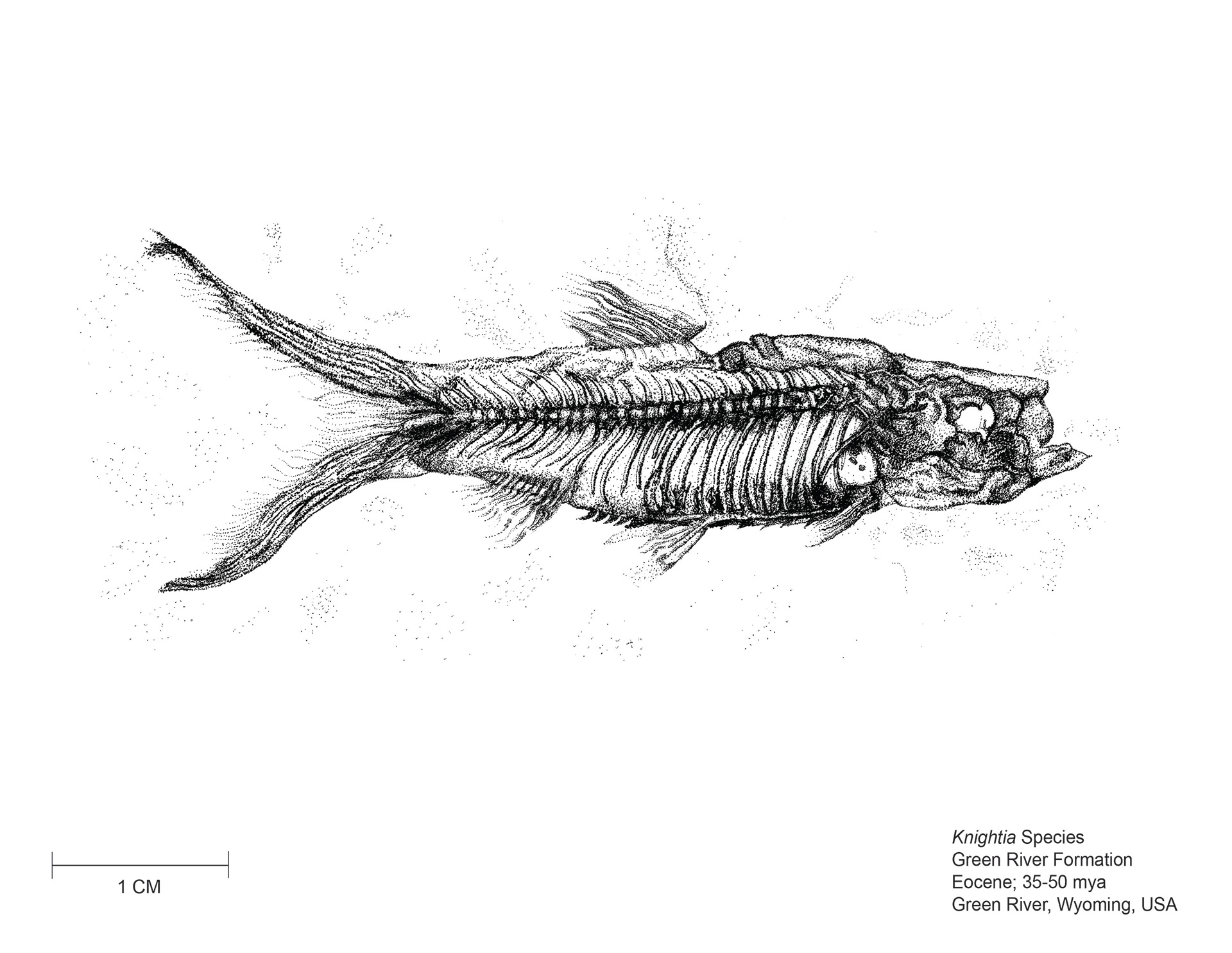 Knightia Specimen, Micron Pen and Adobe Illustrator, 2018